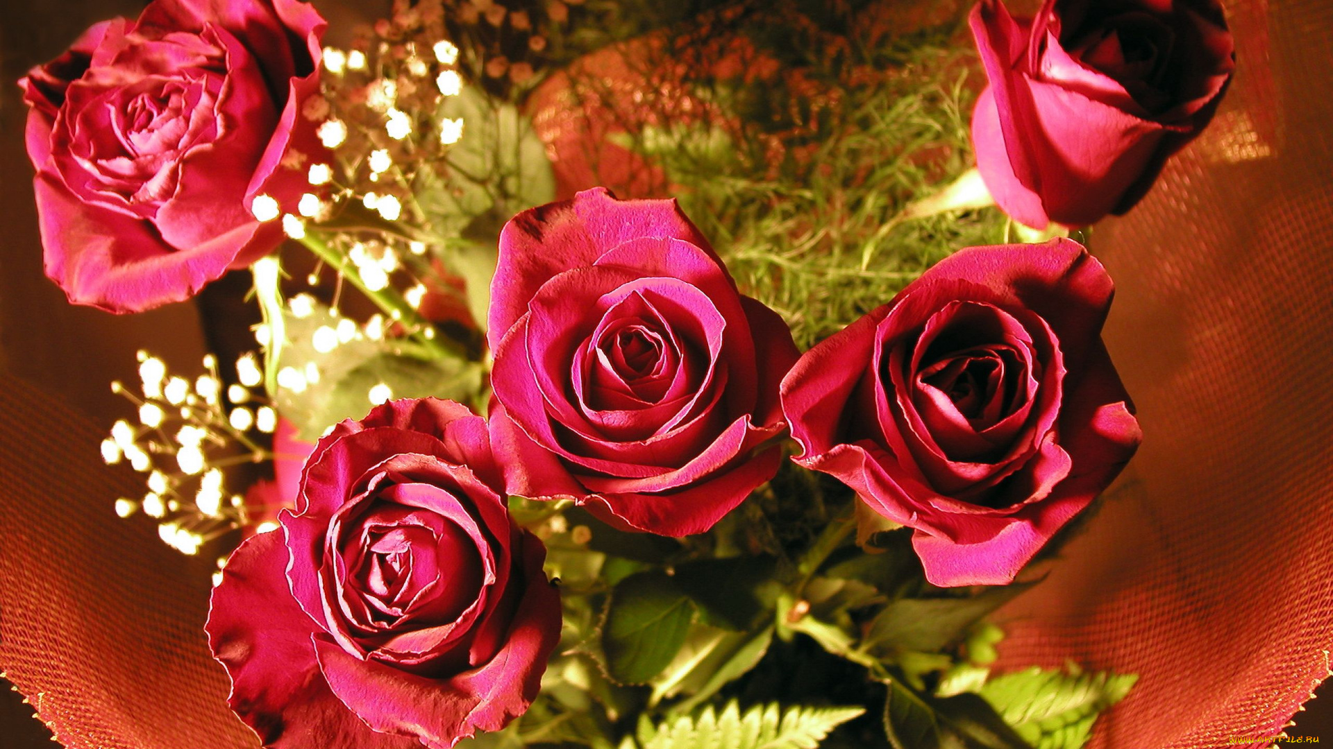 цветы, розы