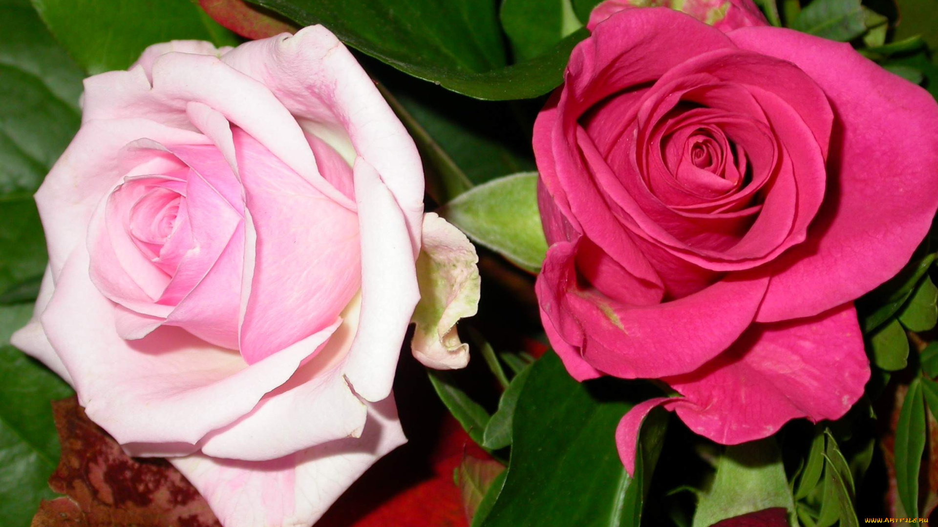 цветы, розы, бутоны