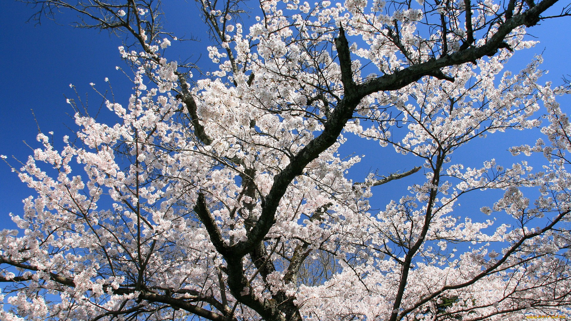 цветы, сакура, вишня, небо, ветки