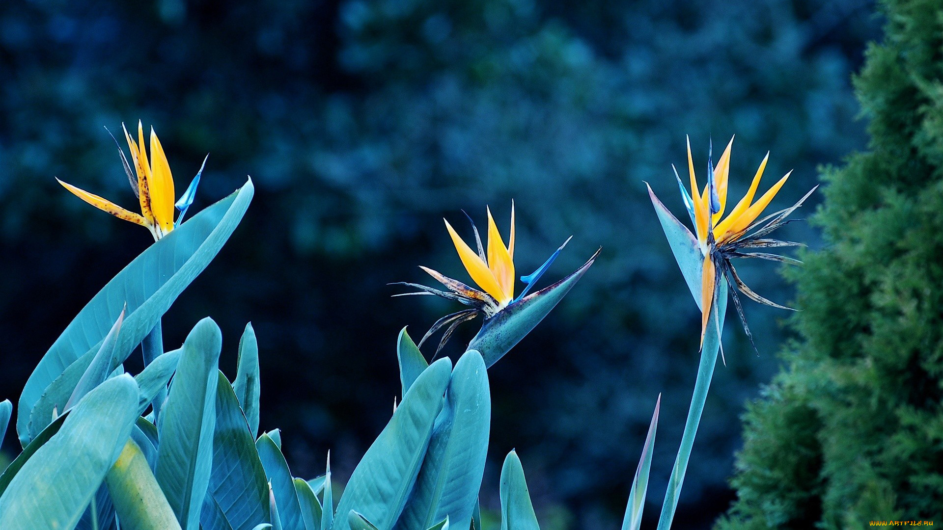 цветы, стрелиция, райская, птица, экзотика