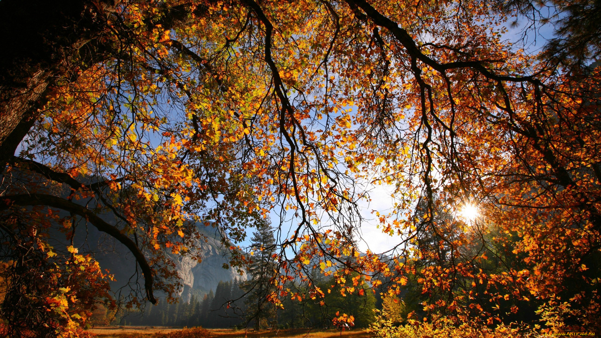 природа, деревья, осень, солнце, листья, ветки, дерево