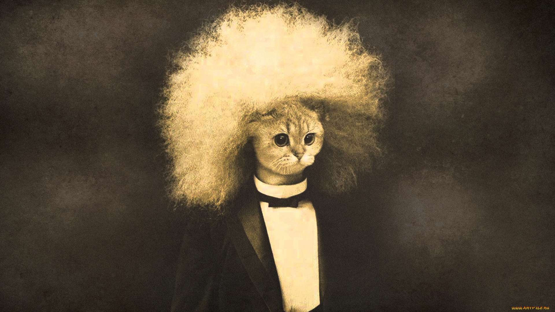 юмор, приколы, кот, прическа