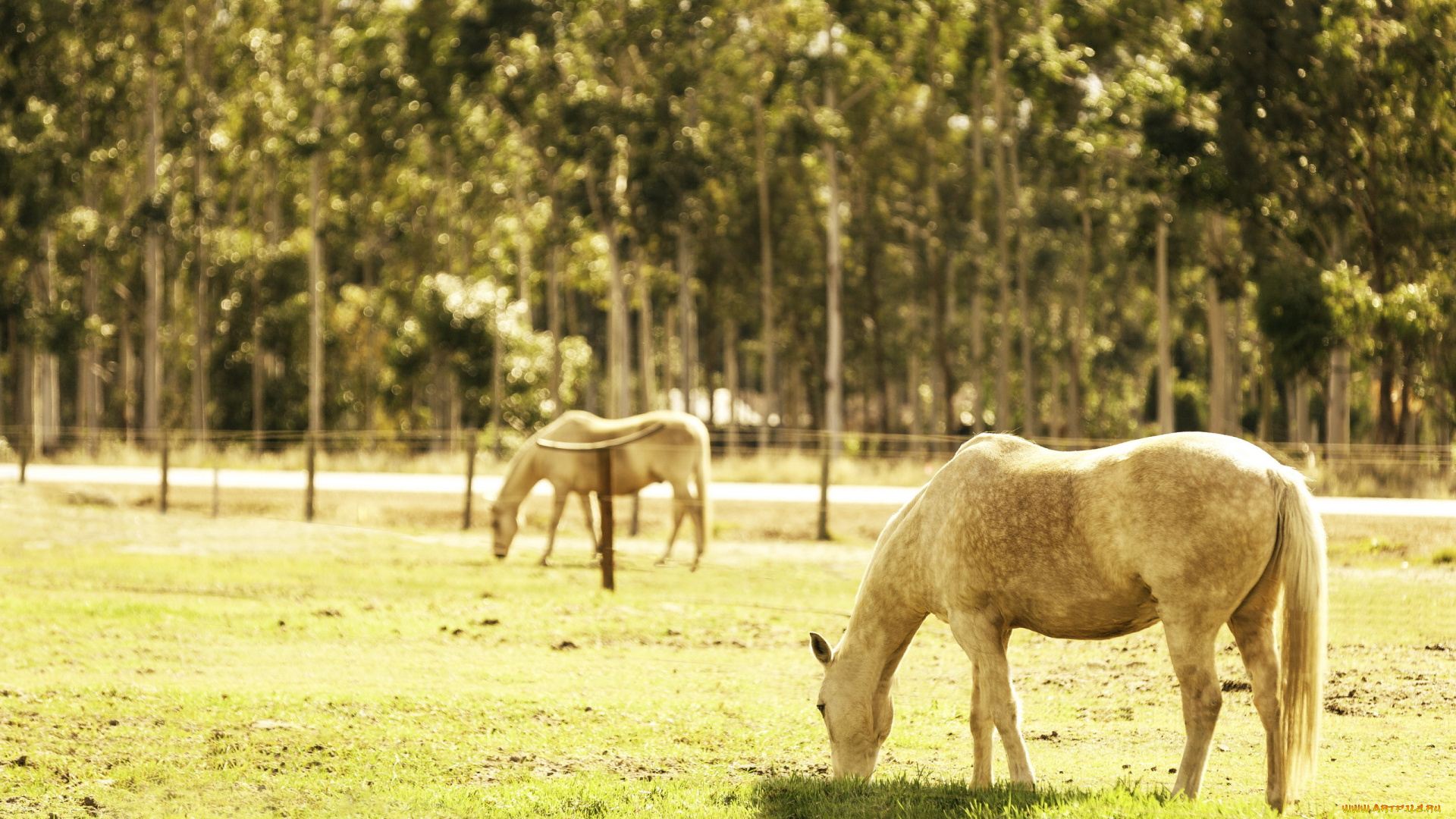животные, лошади, кони, пастбище