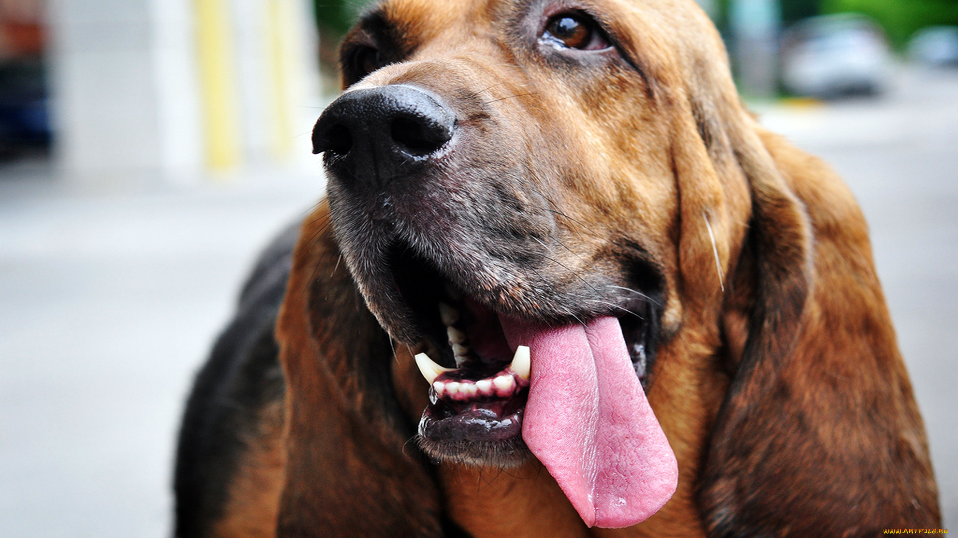 животные, собаки, собака, бладхаунд, морда, язык