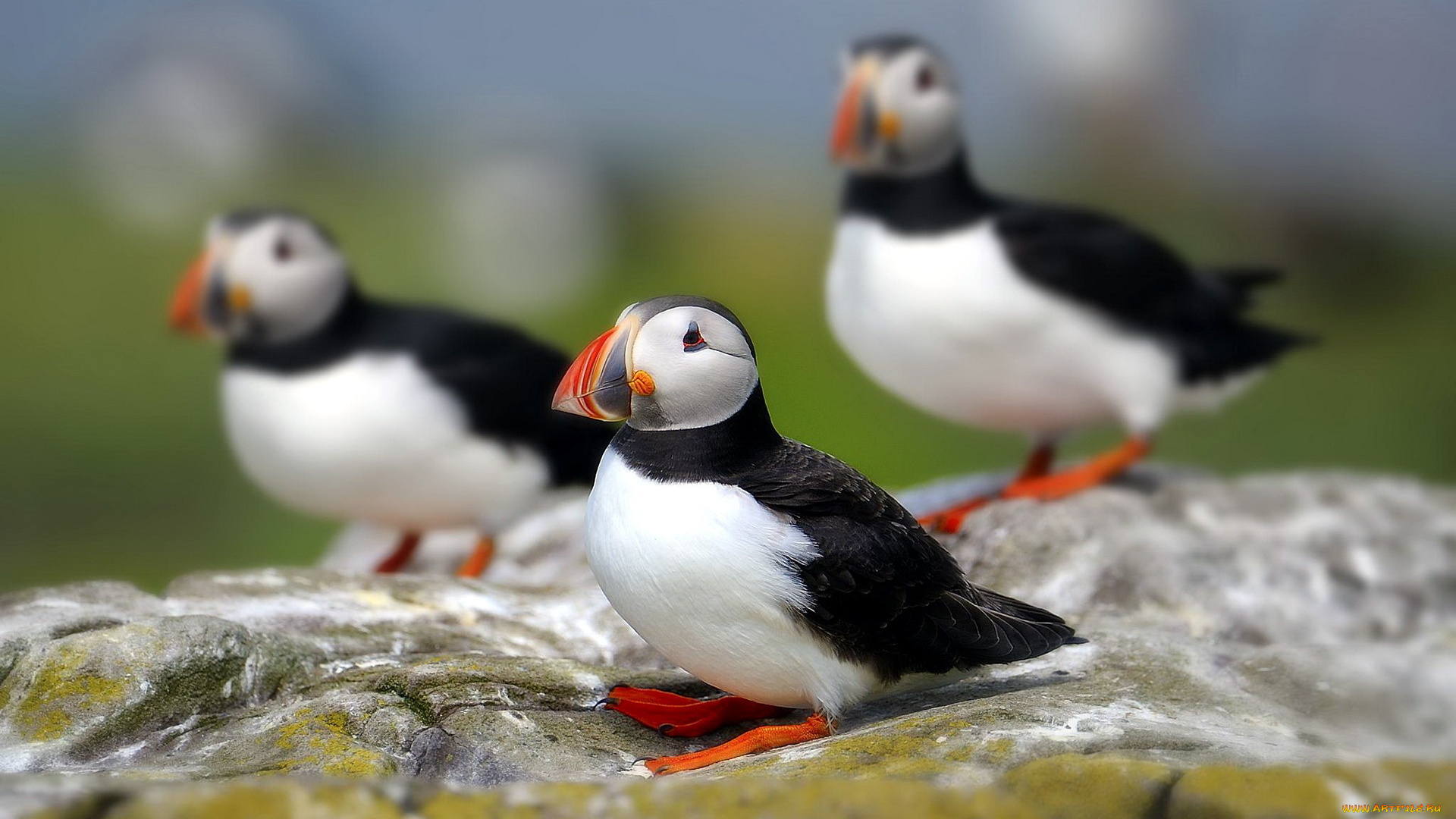 животные, тупики, птицы