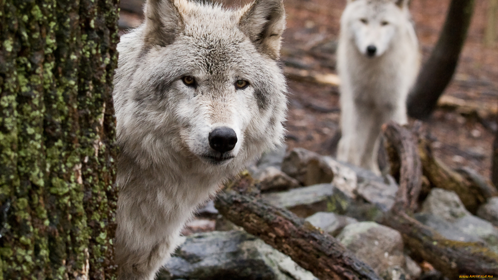 животные, волки, дерево