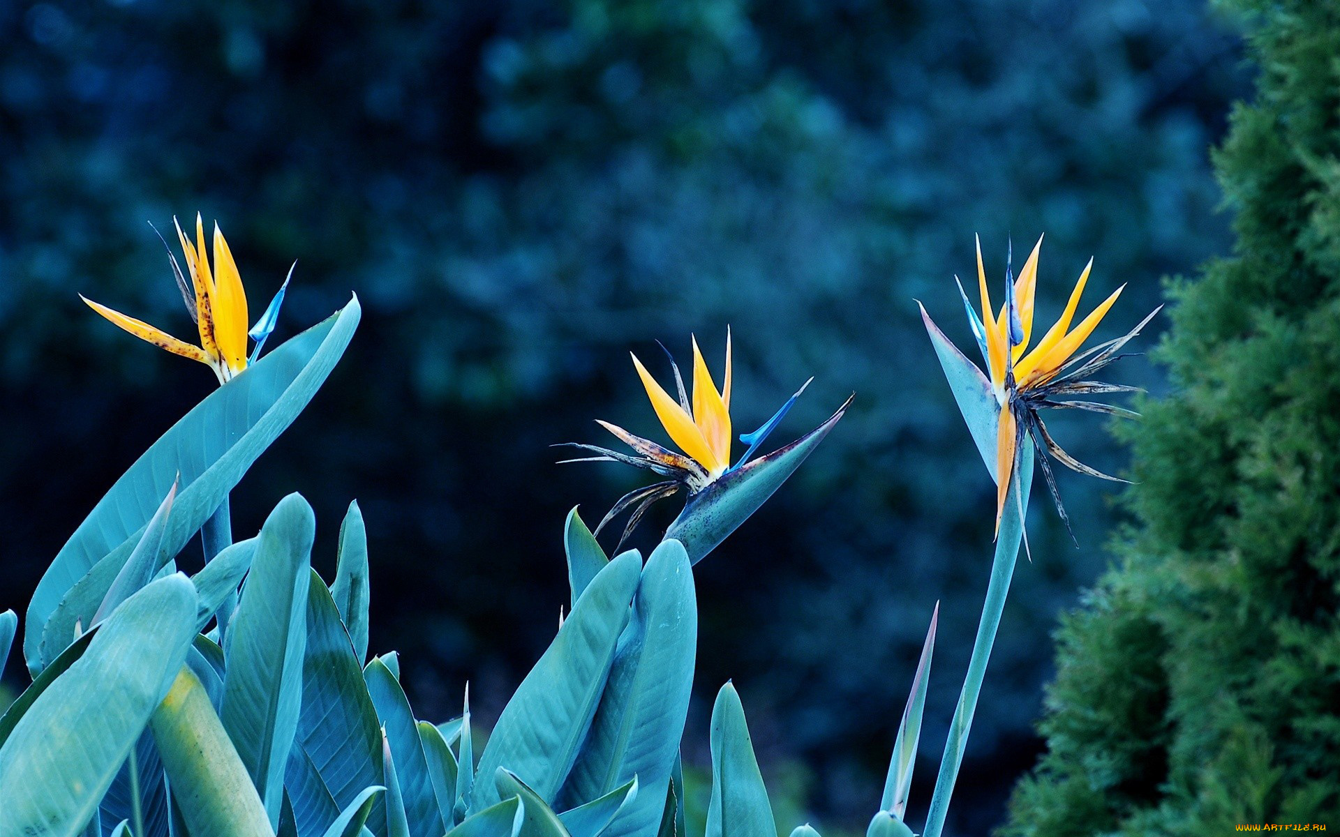 цветы, стрелиция, райская, птица, экзотика