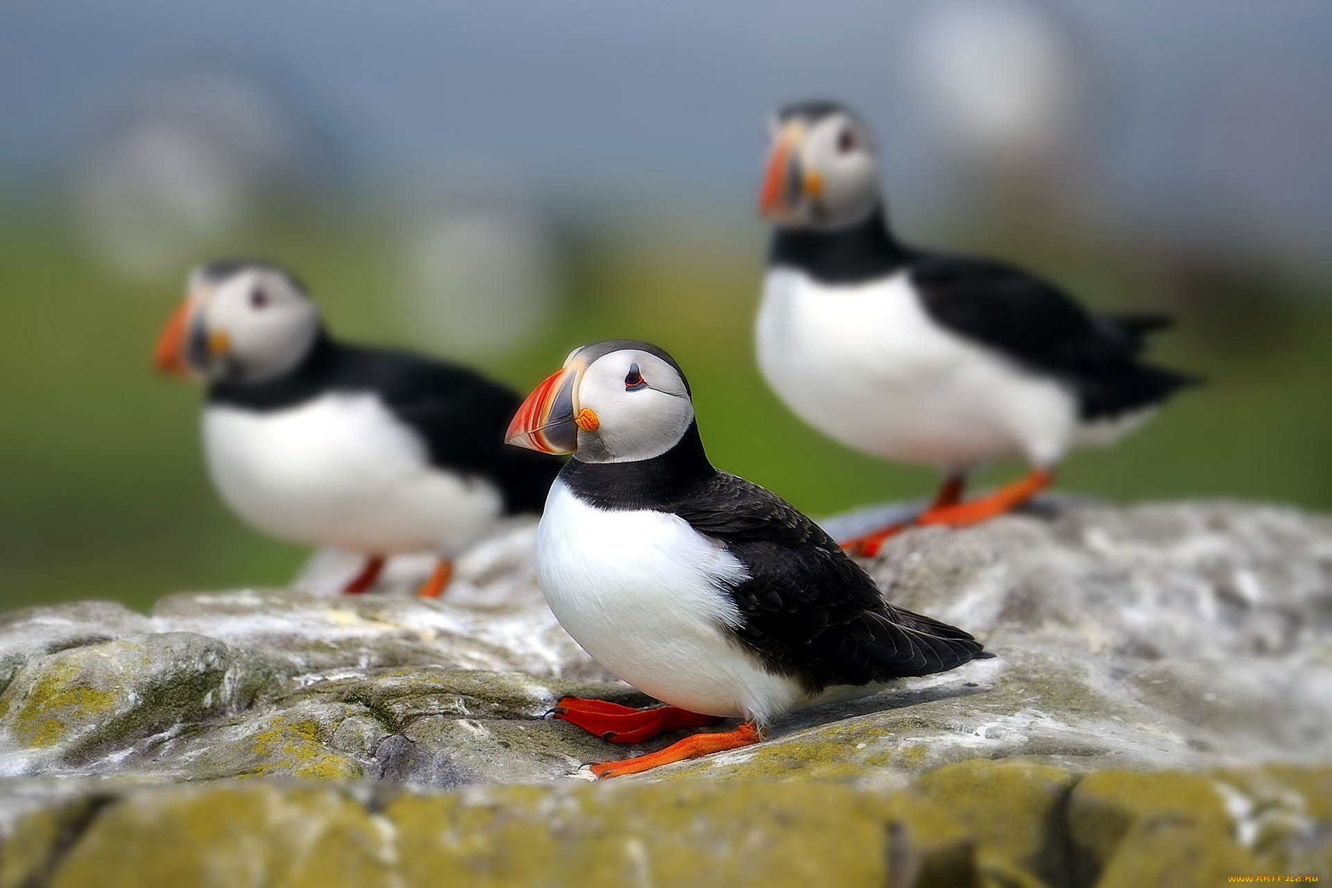 животные, тупики, птицы