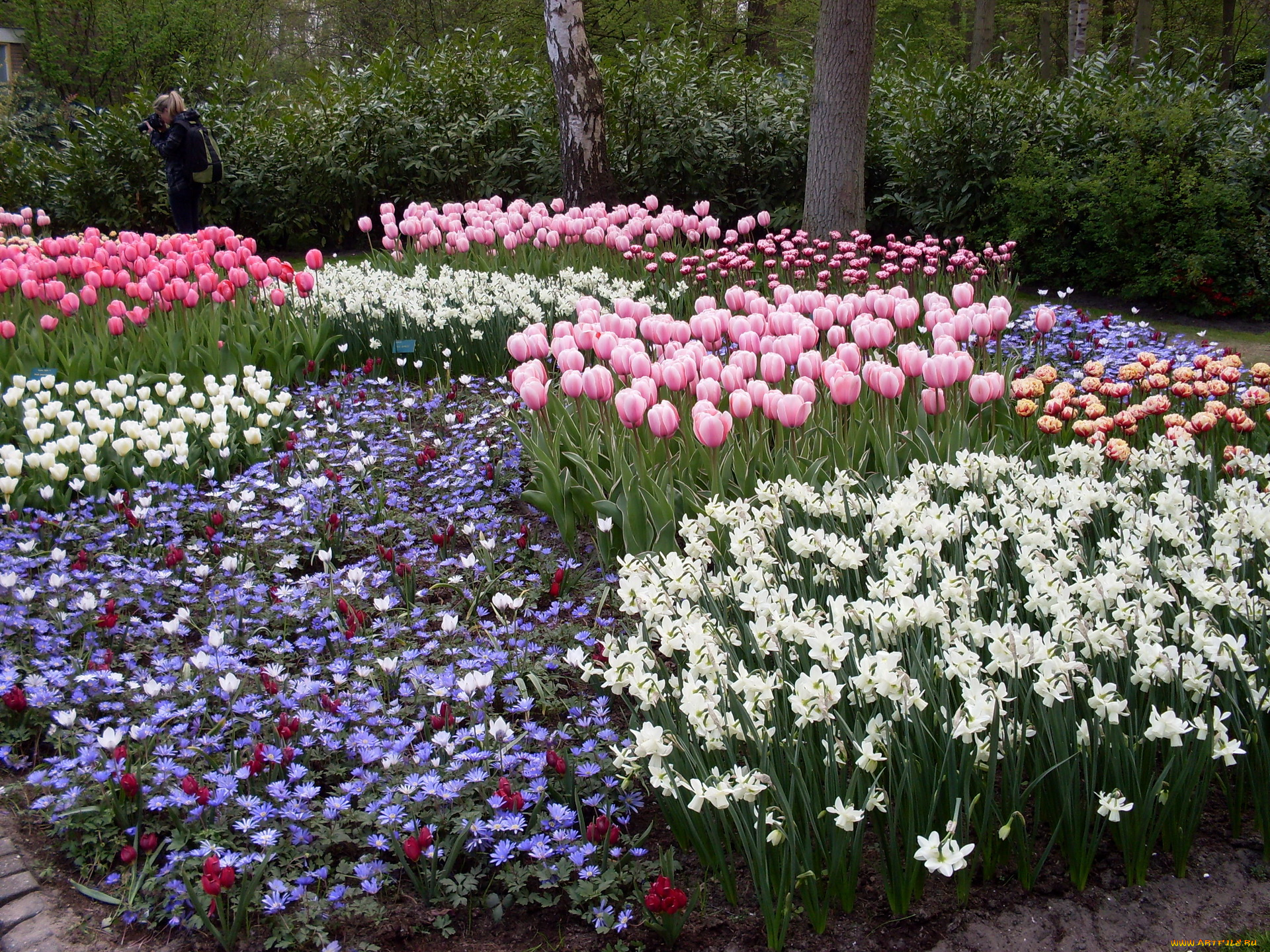 цветы, разные, вместе, сад, цветник