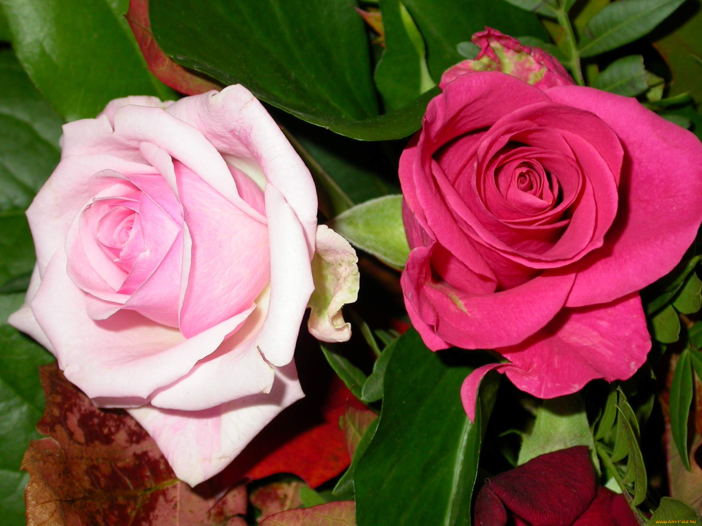 цветы, розы, бутоны