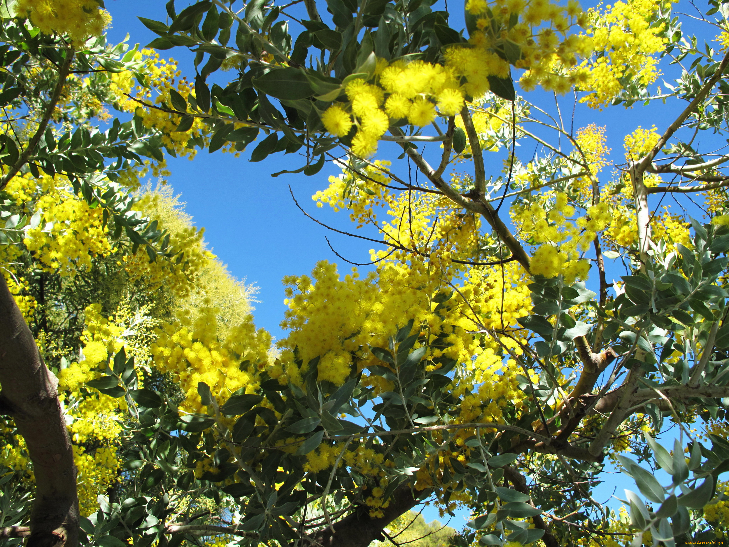 цветы, мимоза