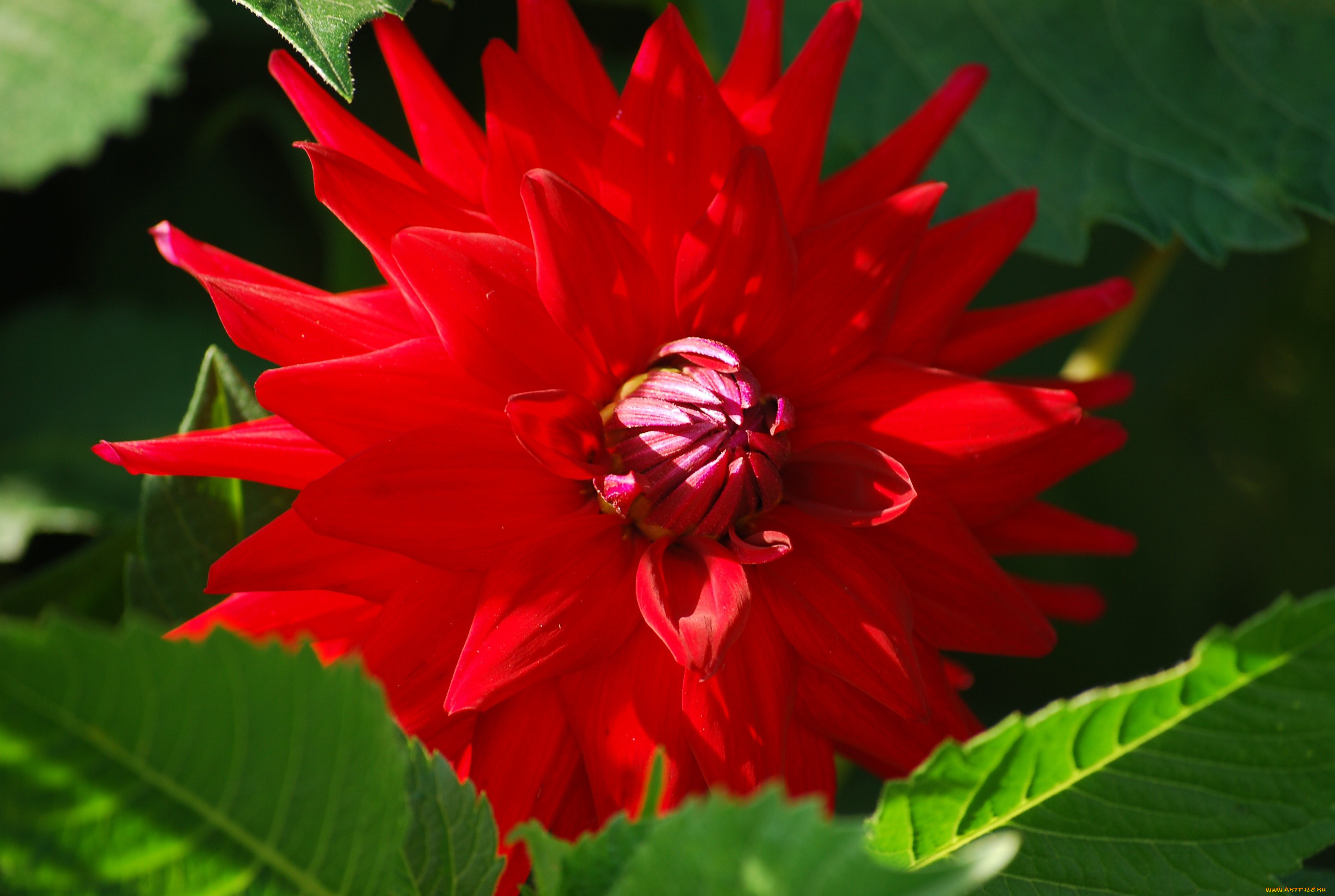 цветы, георгины, красный