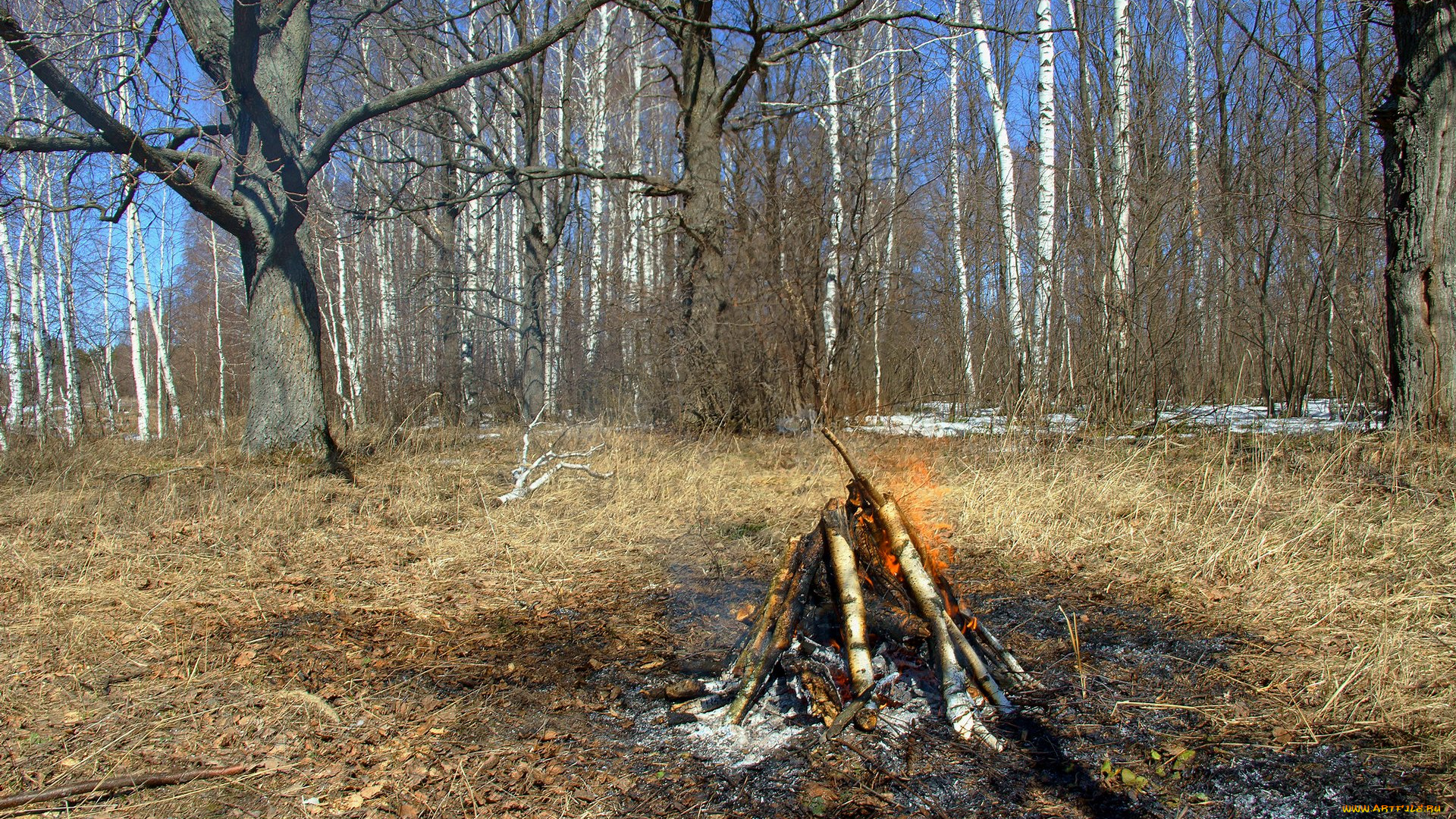 костёр, природа, лес, весна
