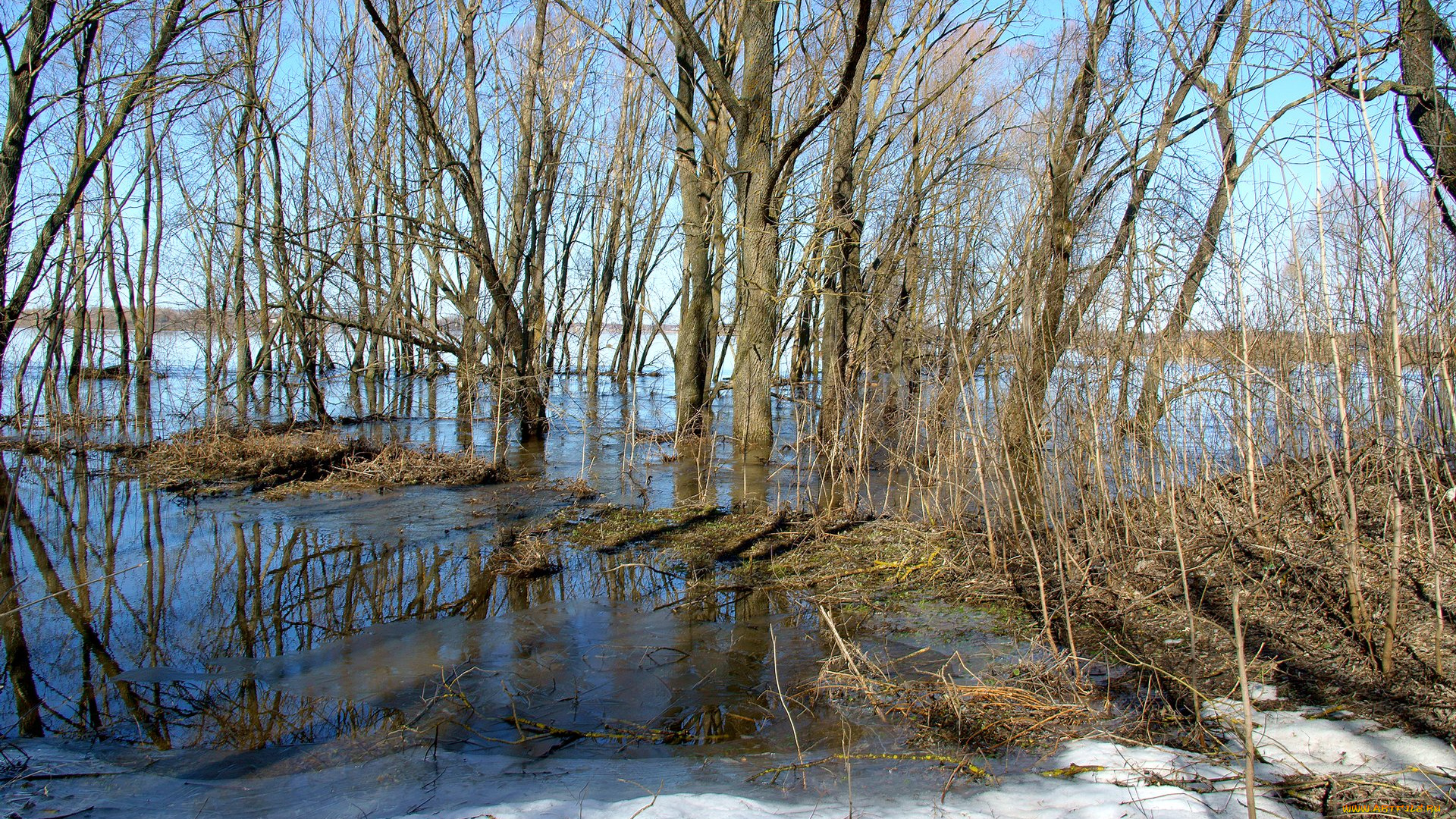 половодье, на, пьяне, природа, реки, озера, разлив, река, деревья