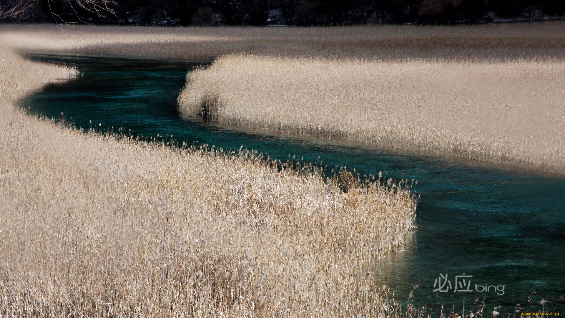 природа, реки, озера, камыш, река, осень
