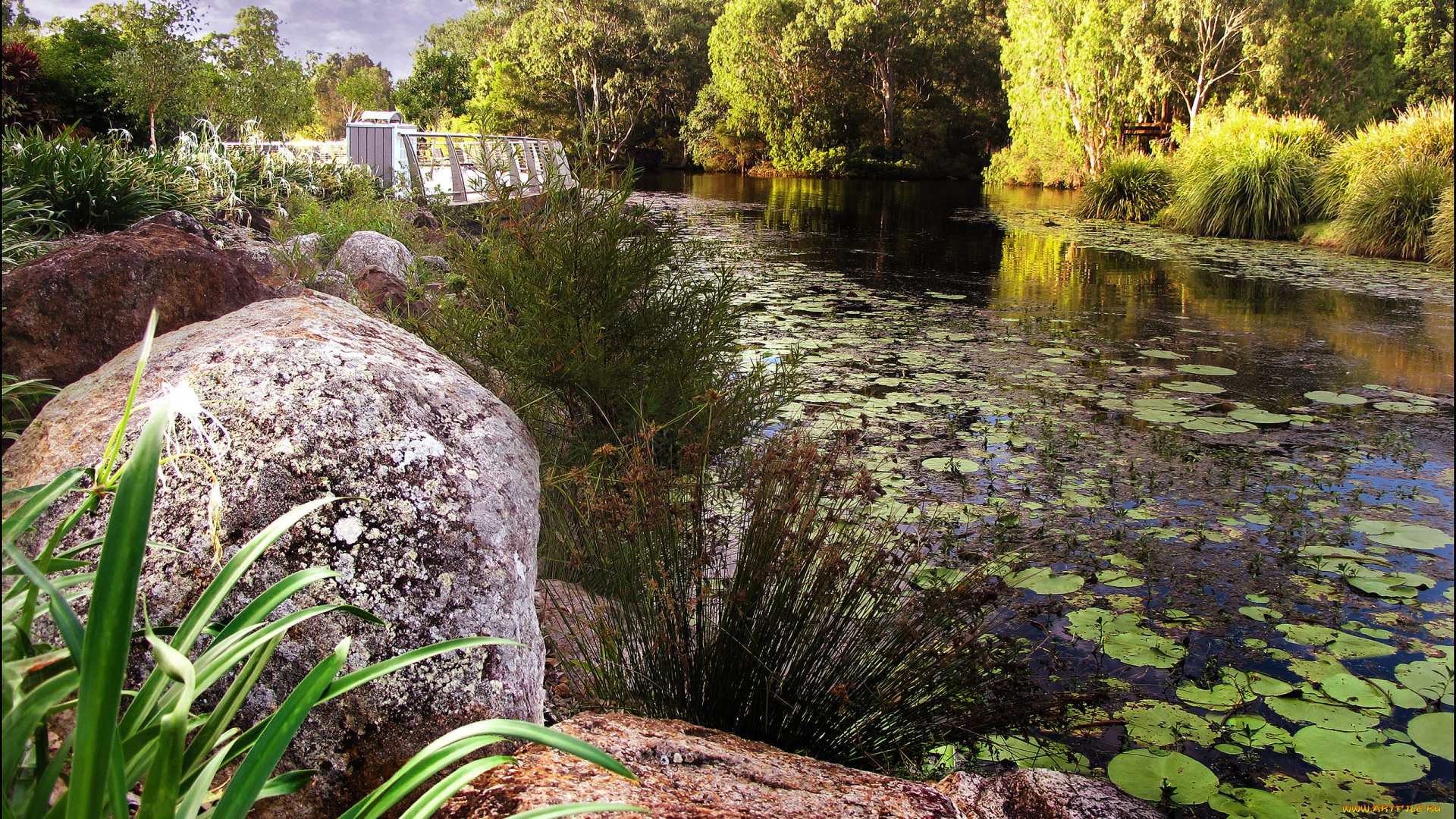 природа, реки, озера, валуны, лес, река, кувшинки, осока