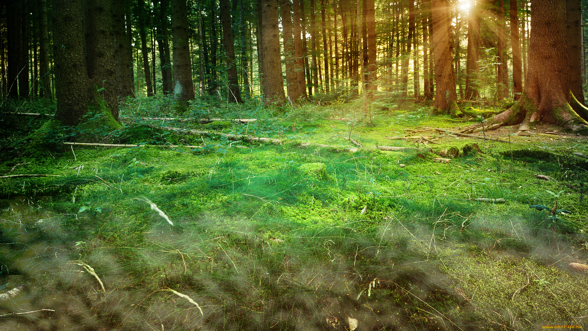 природа, восходы, закаты, лес, деревья, лучи