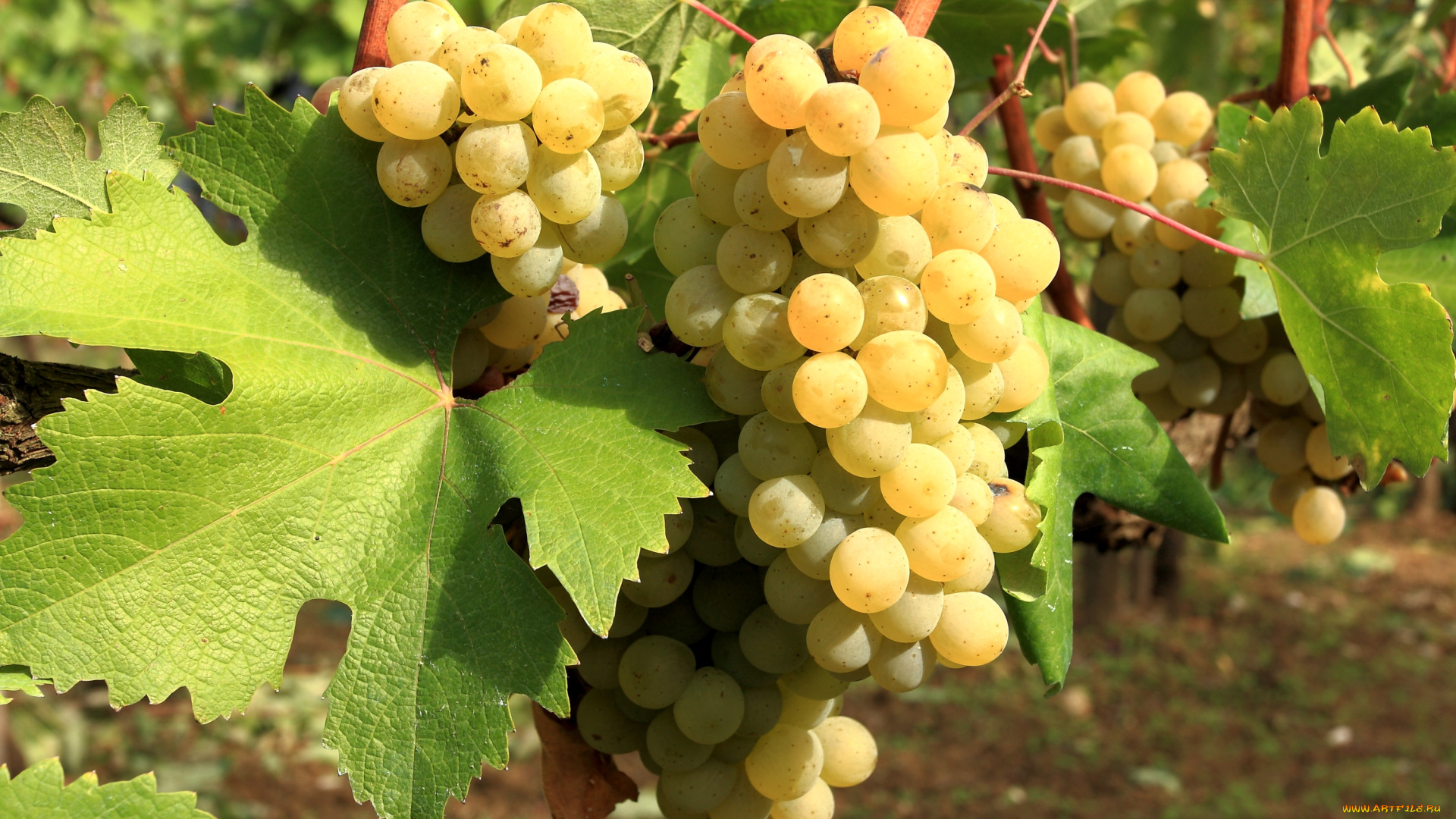природа, Ягоды, виноград, гроздья, лоза