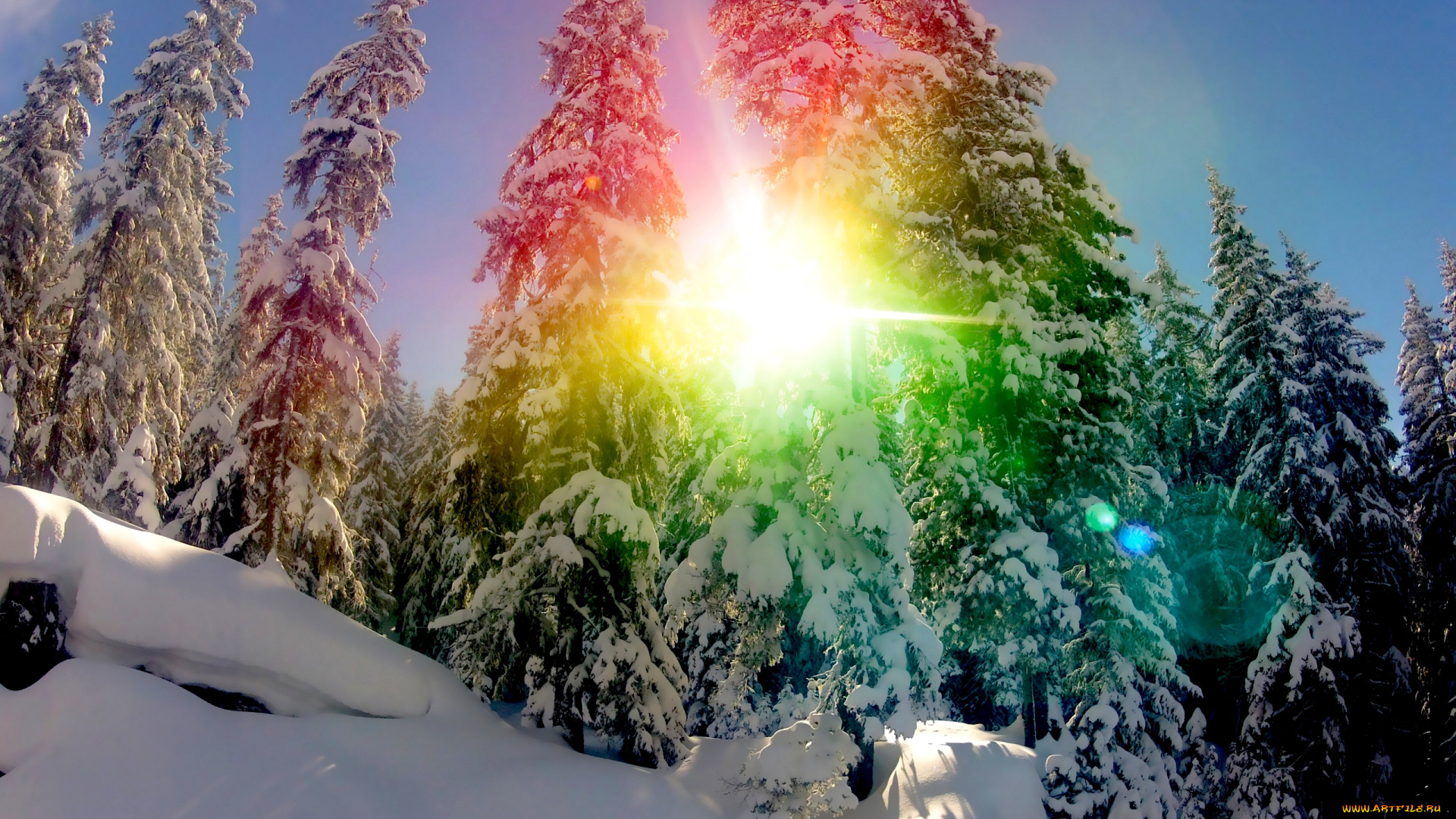 snow, rainbow, природа, зима, снег, ели, солнце, сияние