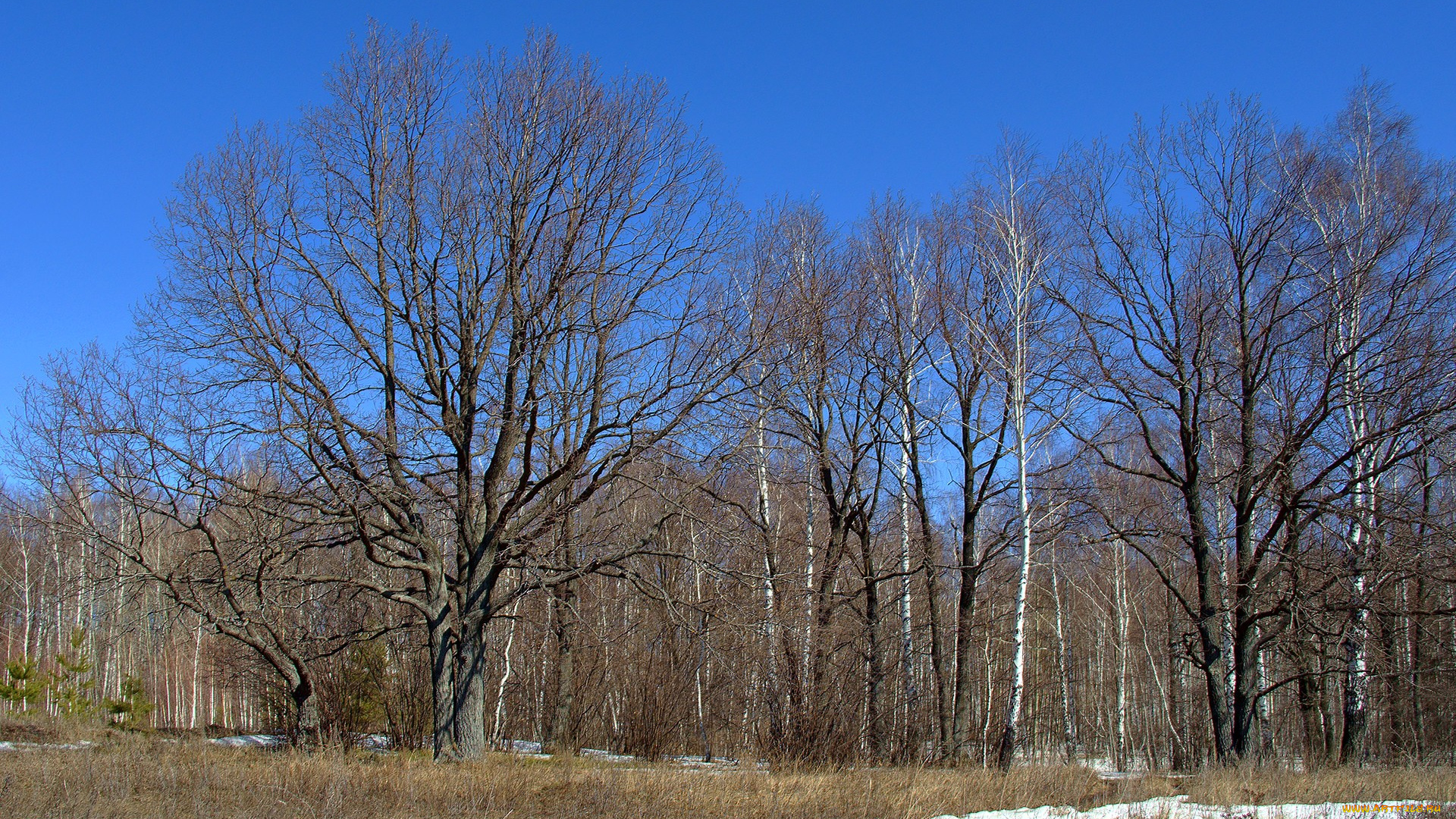 весенний, лес, природа, дубы, березы