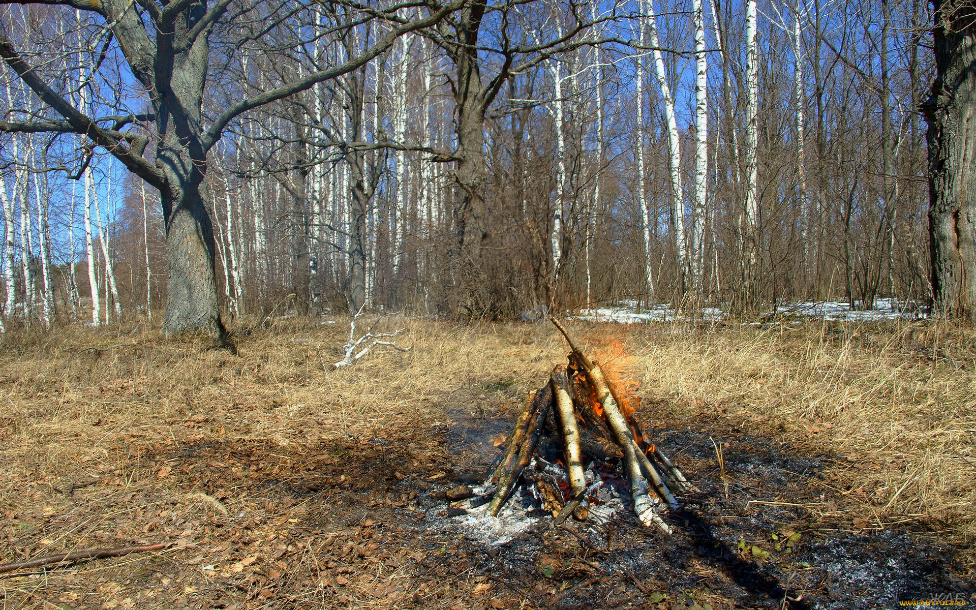 костёр, природа, лес, весна