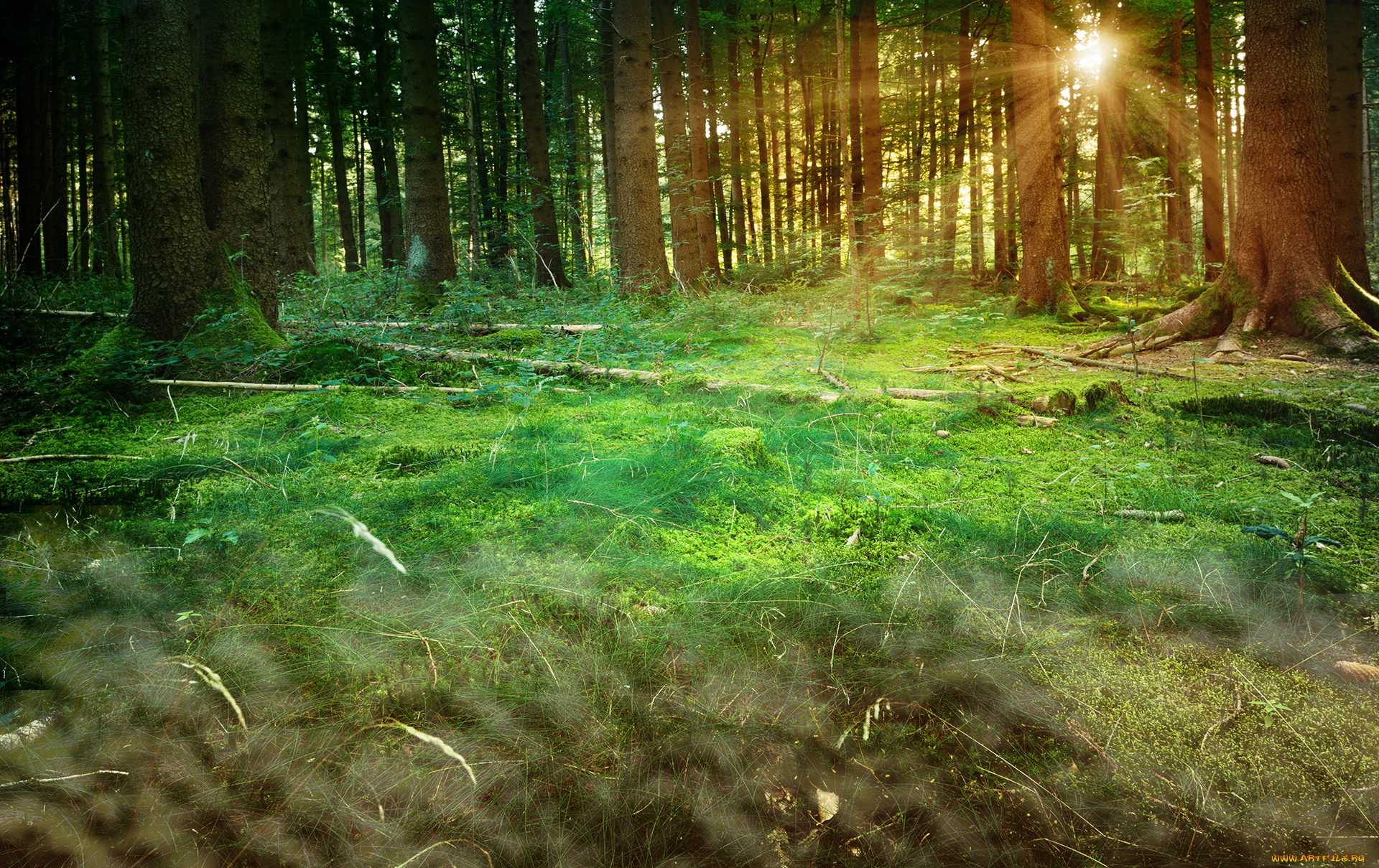 природа, восходы, закаты, лес, деревья, лучи