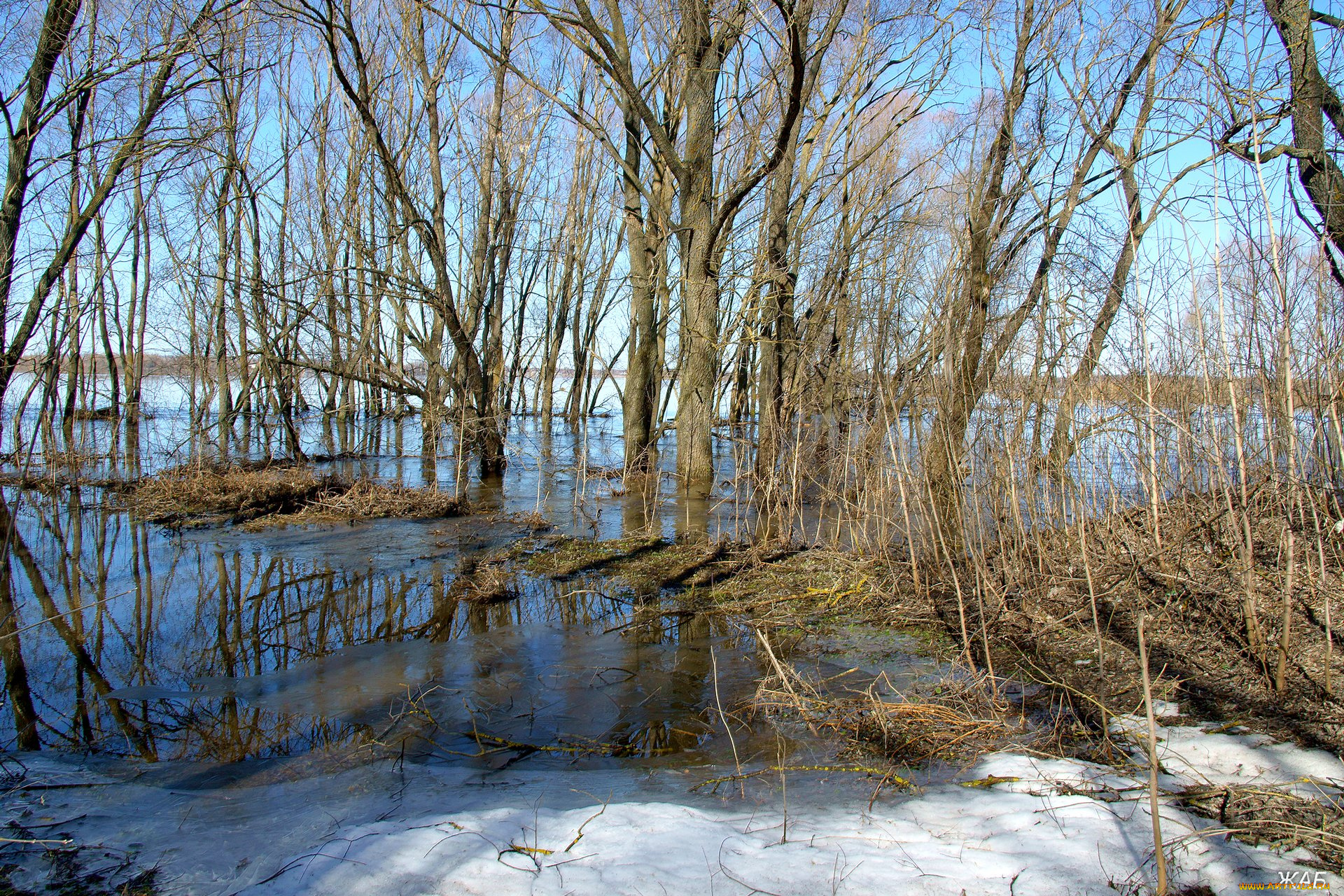 половодье, на, пьяне, природа, реки, озера, разлив, река, деревья