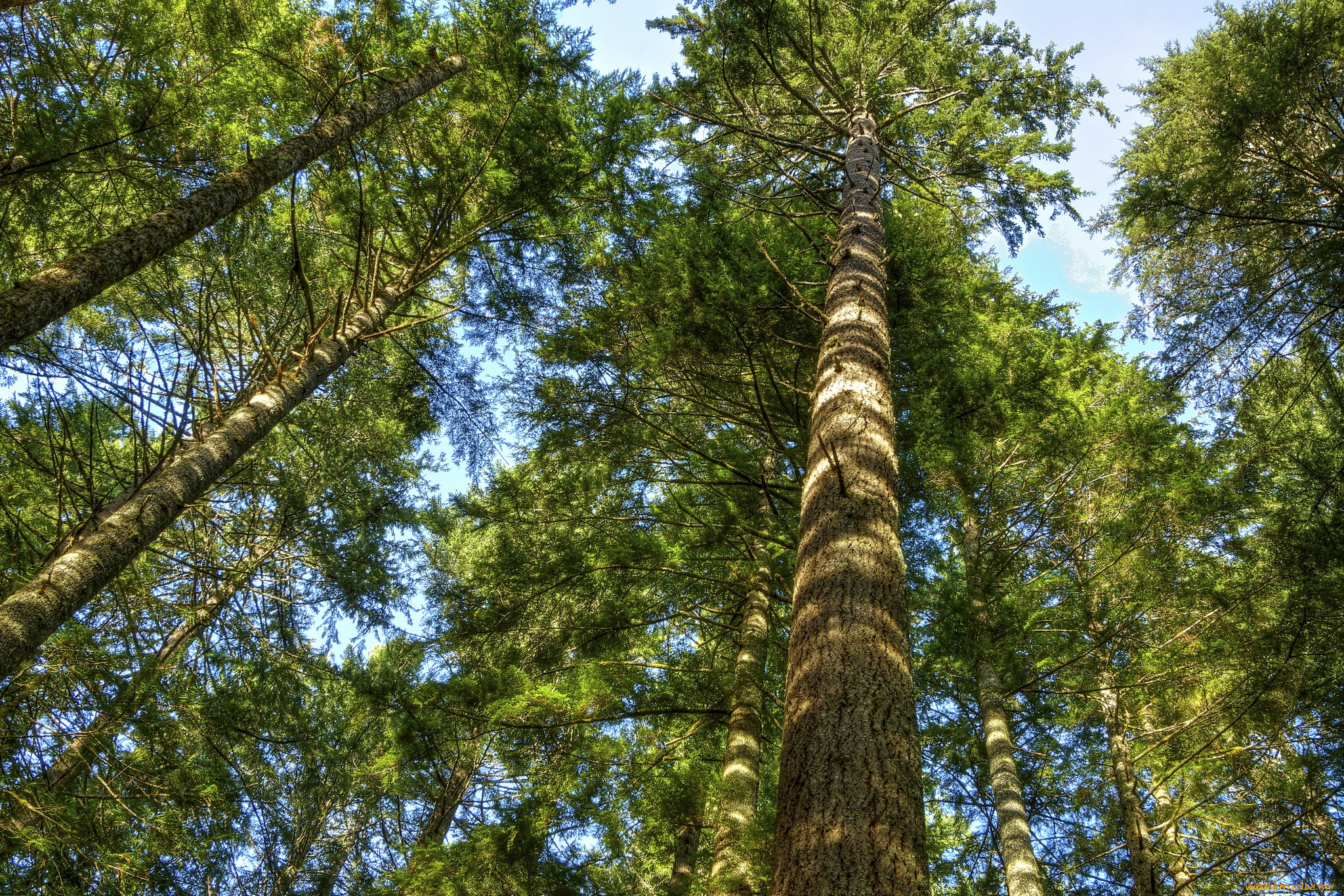 природа, деревья, кроны, стволы