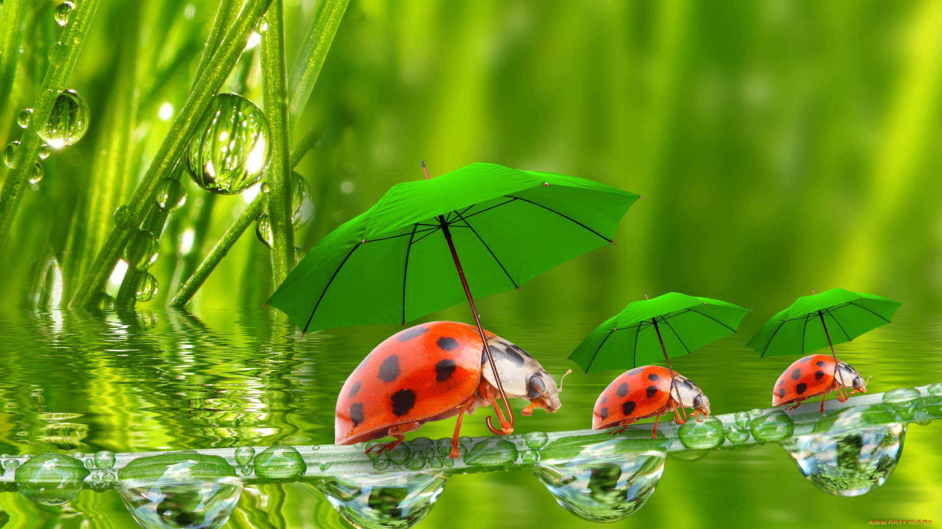 разное, компьютерный, дизайн, вода, капельки, травинки, божьи, коровки, травинка, зонтики