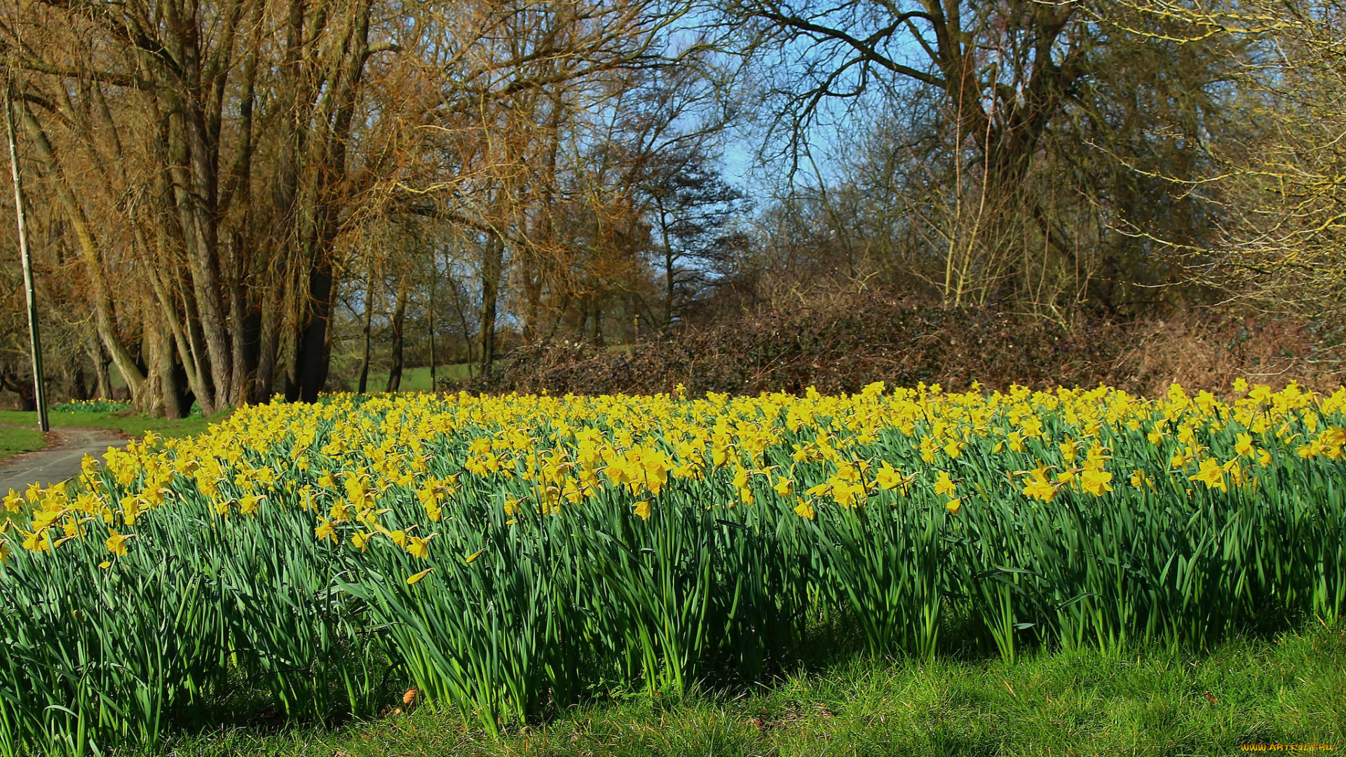природа, луга, цветы, трава