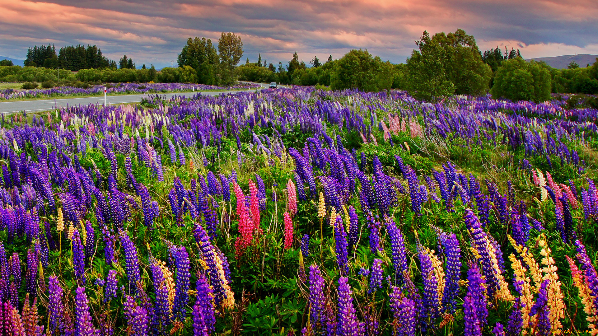 природа, луга, трава, цветы