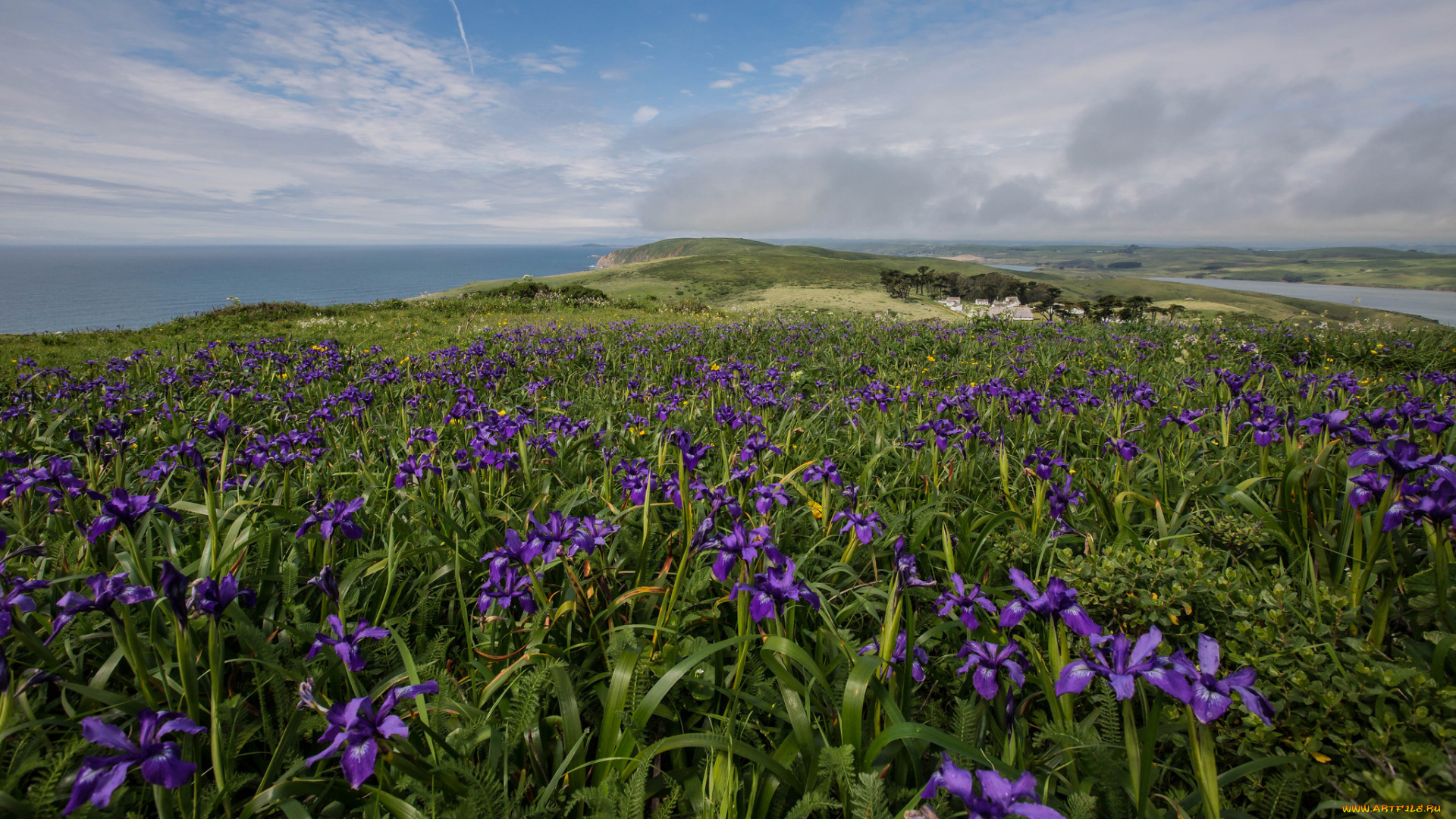 природа, побережье, трава, цветы