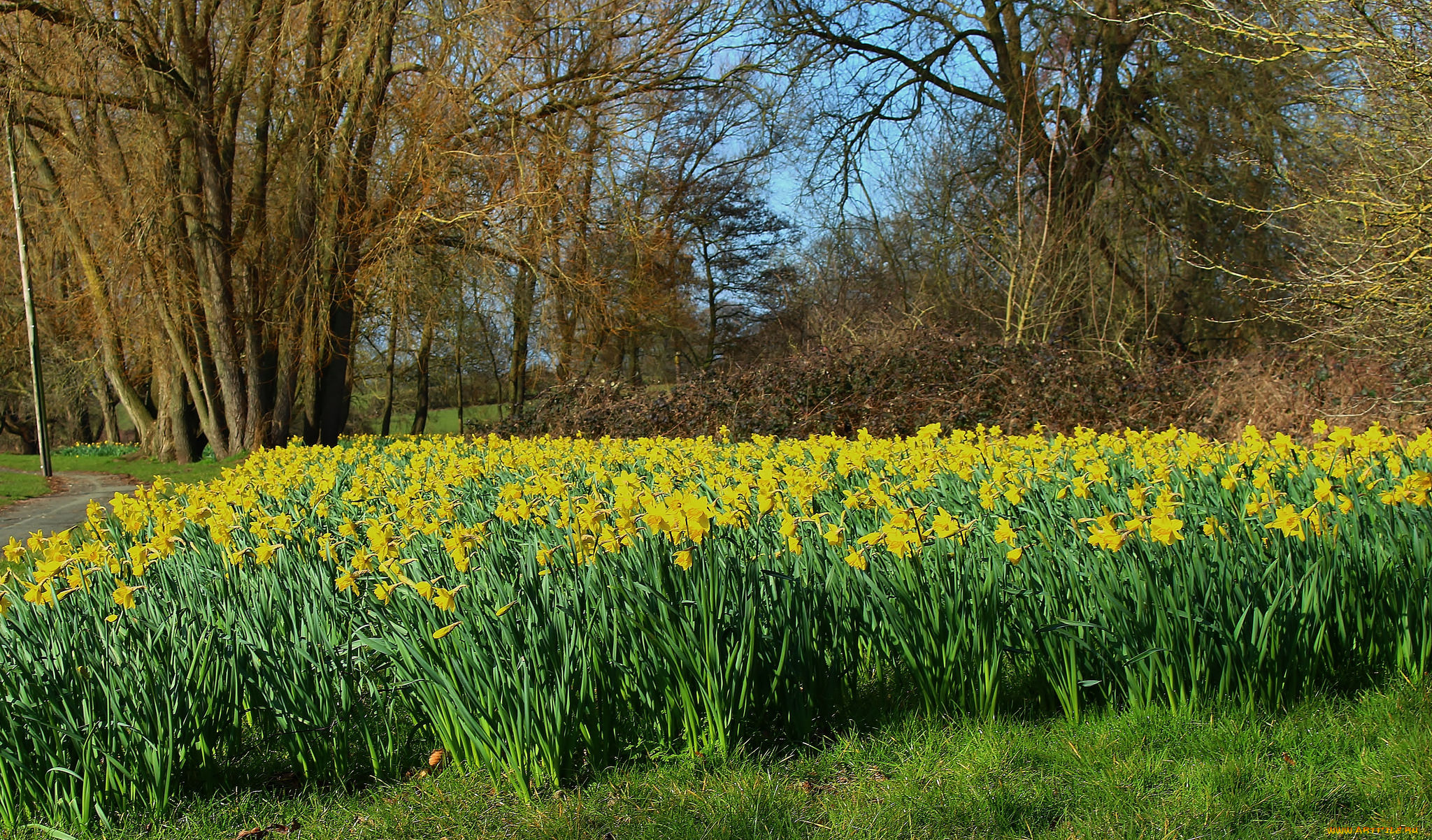 природа, луга, цветы, трава
