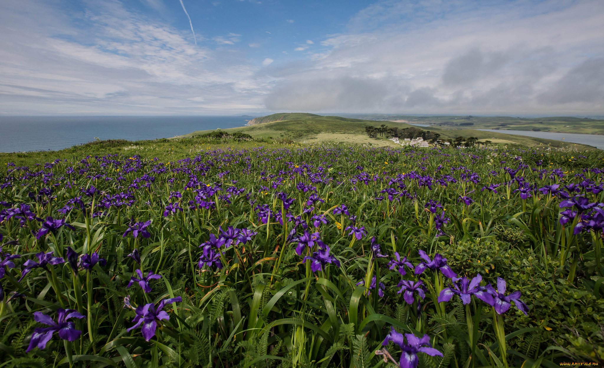 природа, побережье, трава, цветы