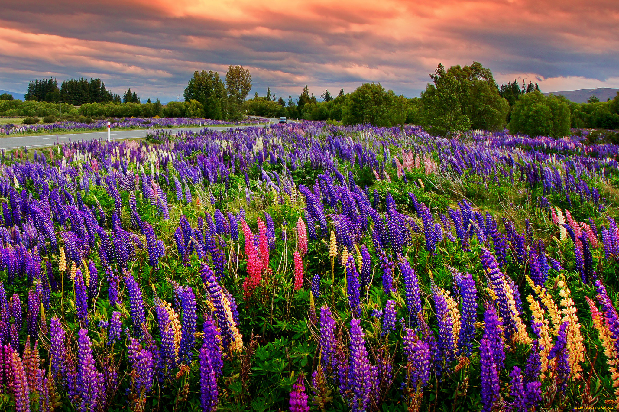 природа, луга, трава, цветы