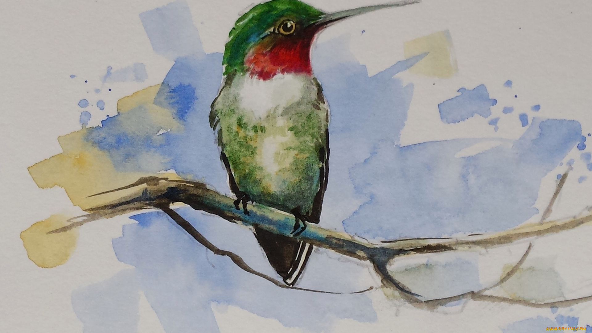 рисованное, животные, , птицы, обыкновенный, архилохус, клюв, акварель, птица, колибри