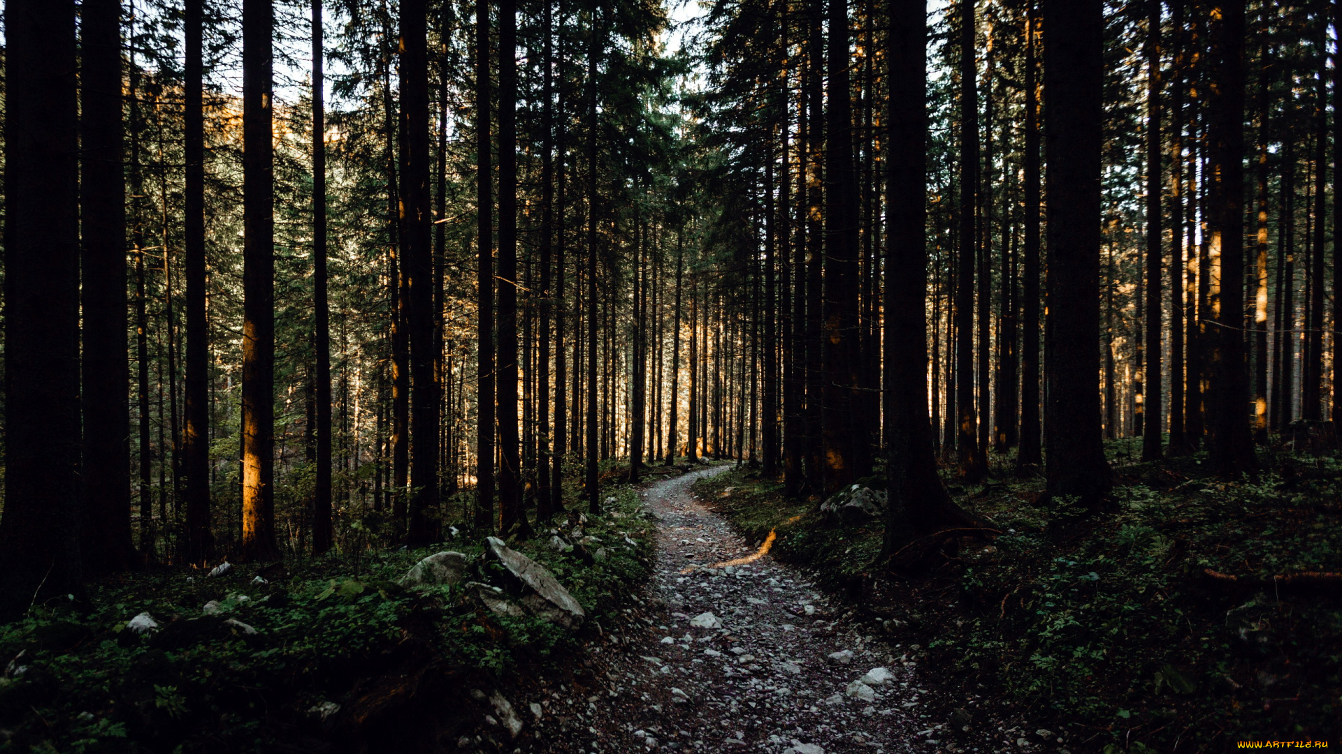 природа, лес, тропа, сосны