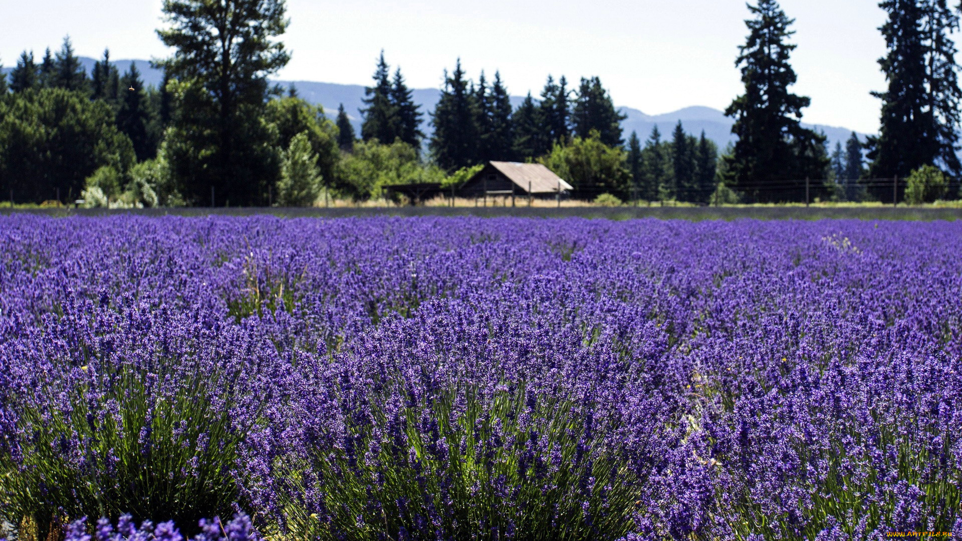 природа, поля, лаванда