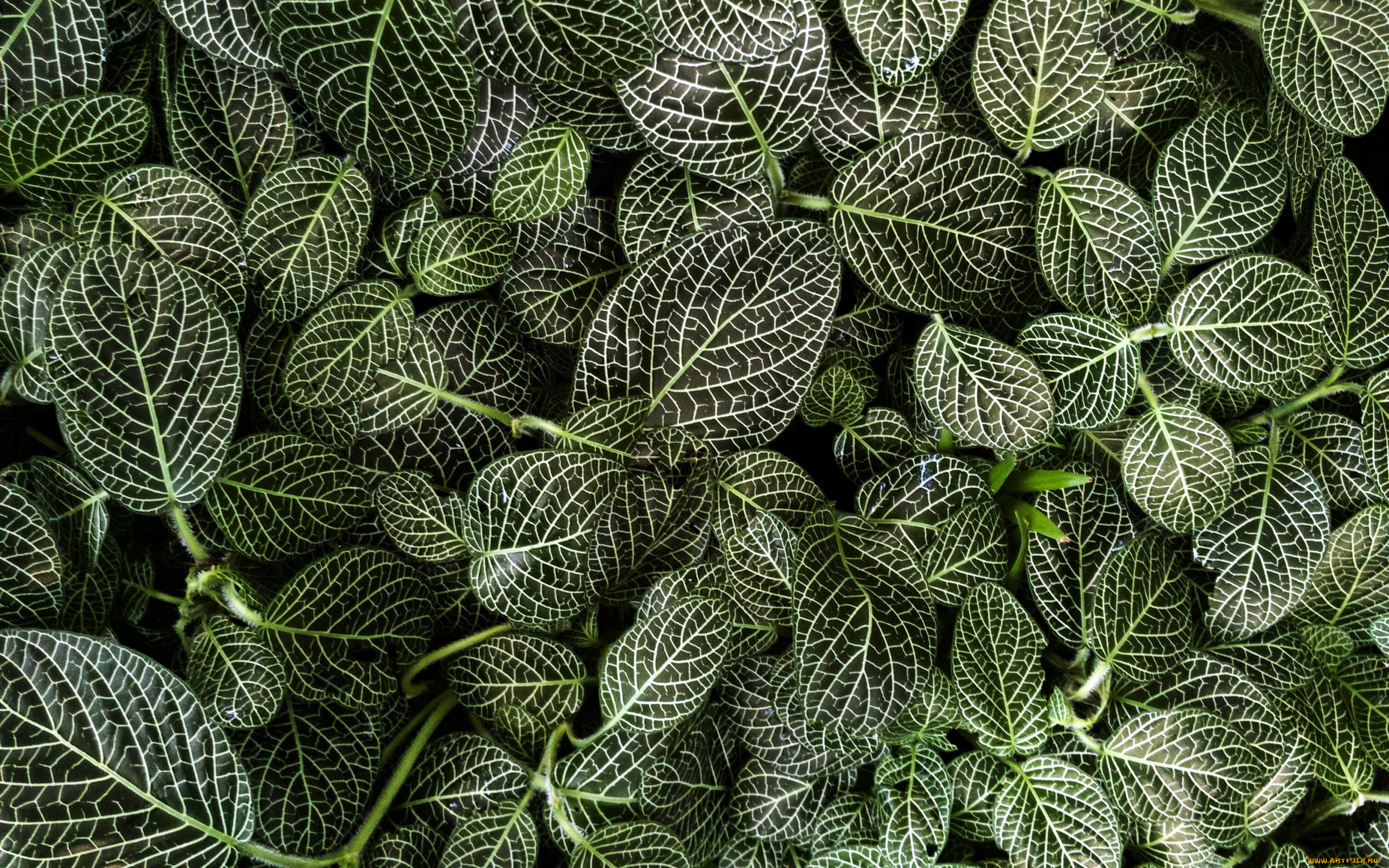 природа, листья, пестрые