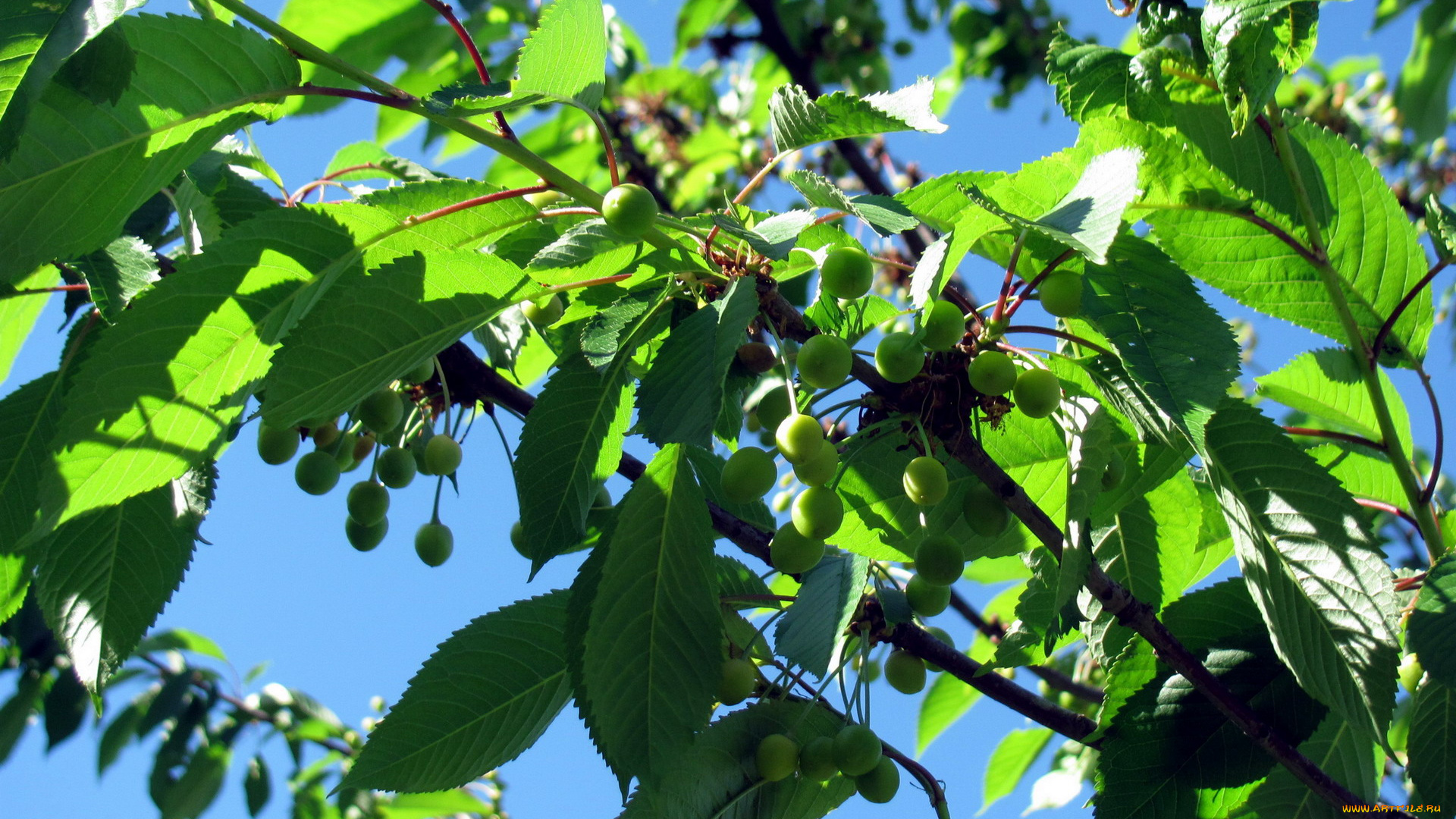 природа, ягоды, ветка, черешня, зеленая