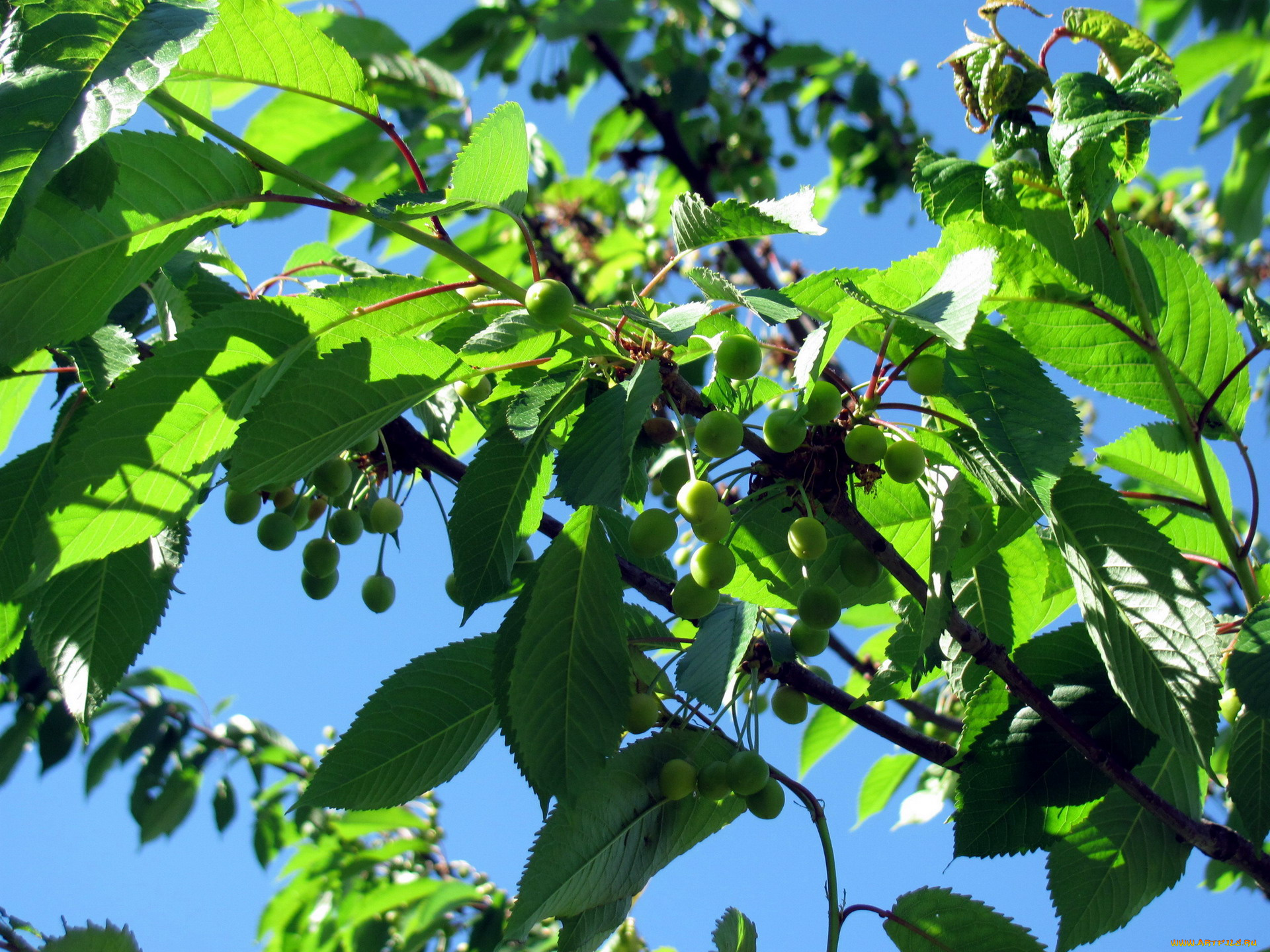 природа, ягоды, ветка, черешня, зеленая