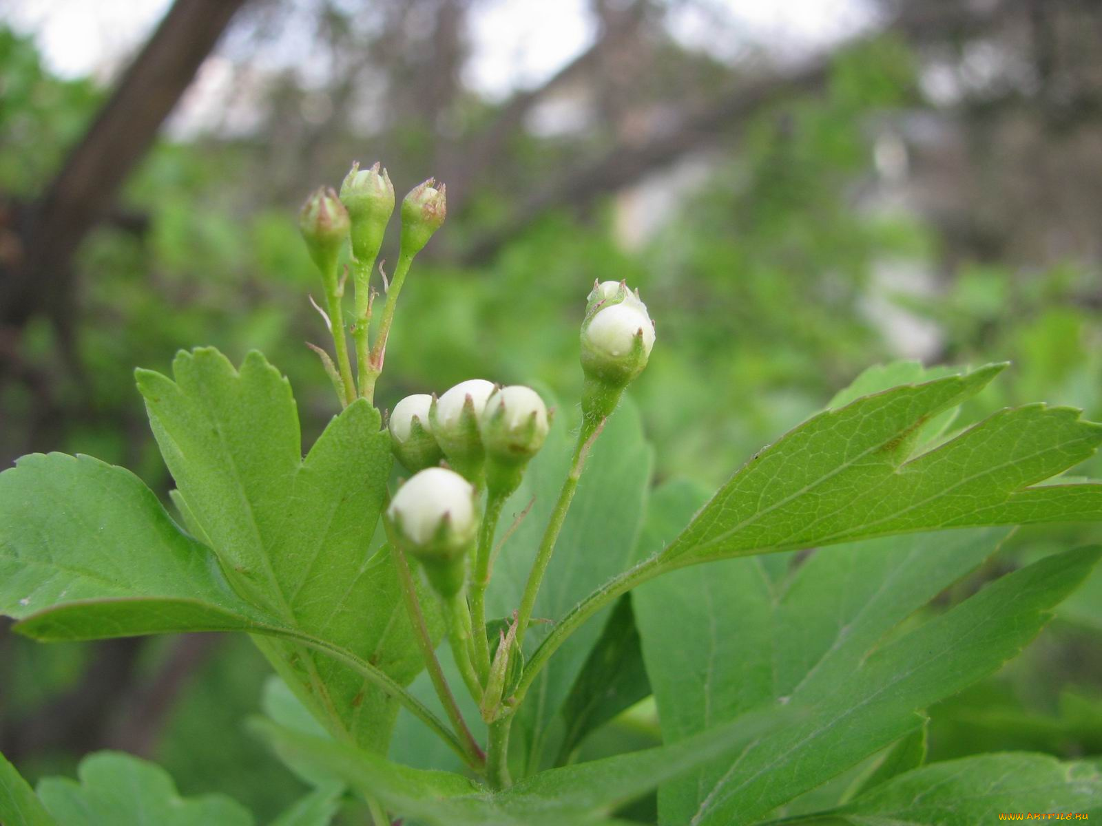 цветы, цветущие, деревья, кустарники