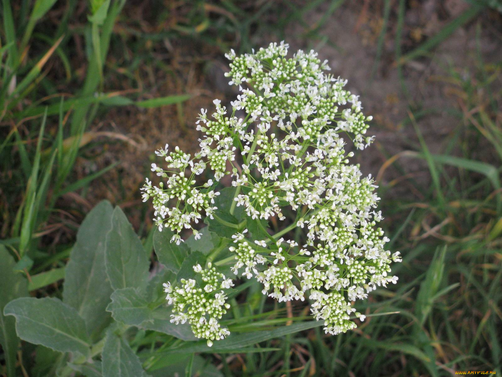 цветы, луговые, полевые