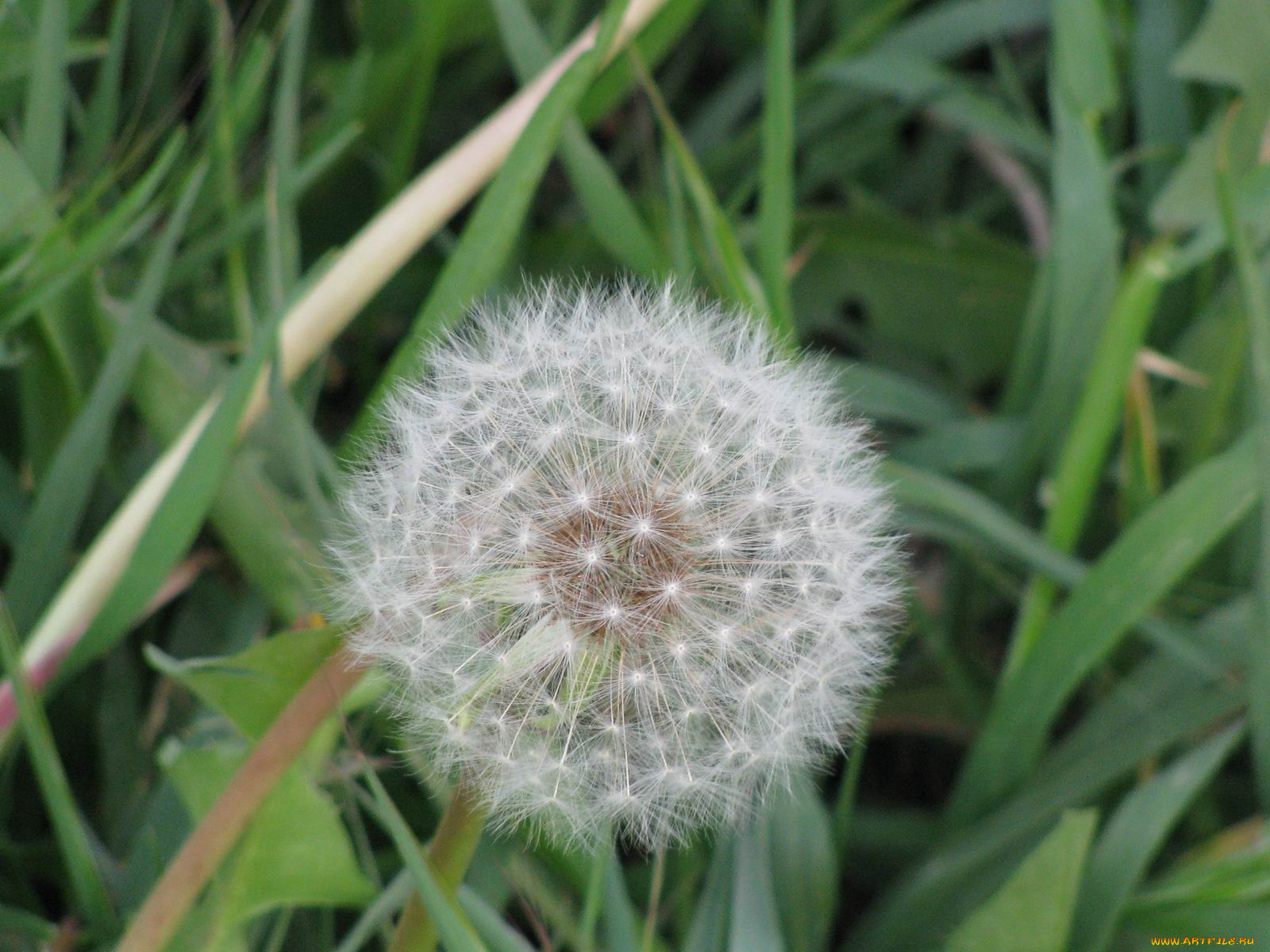 цветы, одуванчики