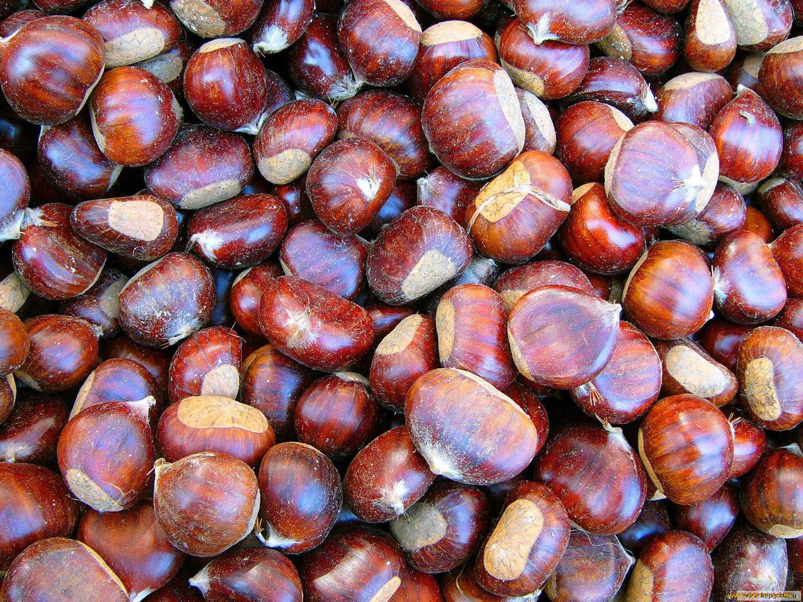 еда, орехи, каштаны