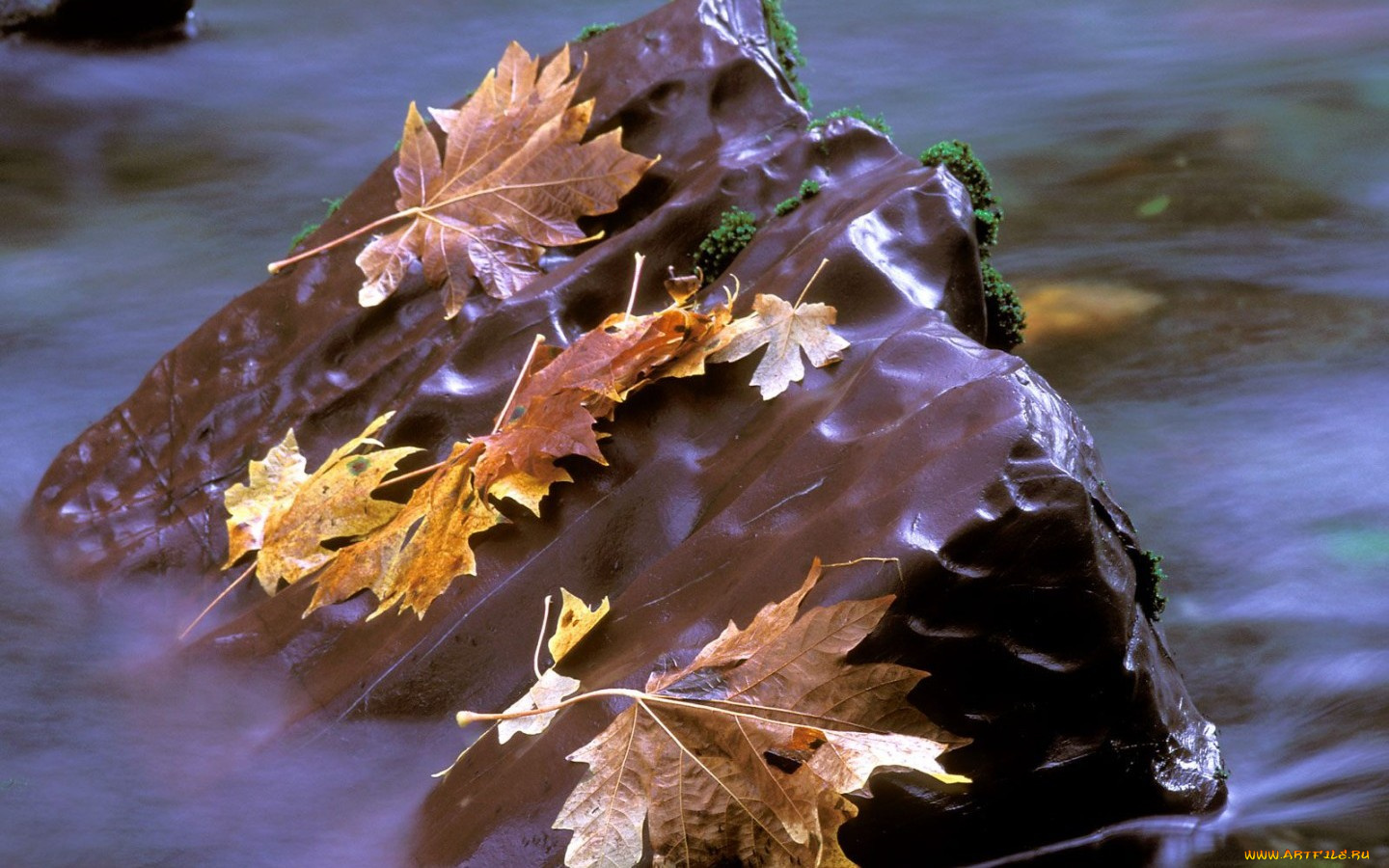 природа, листья