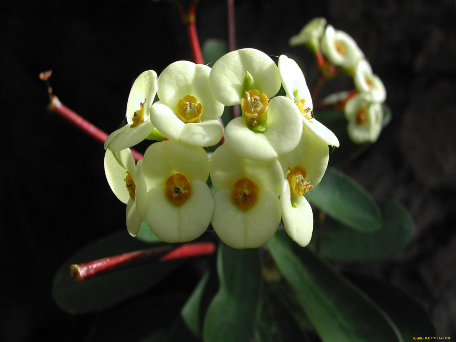 цветы, молочай