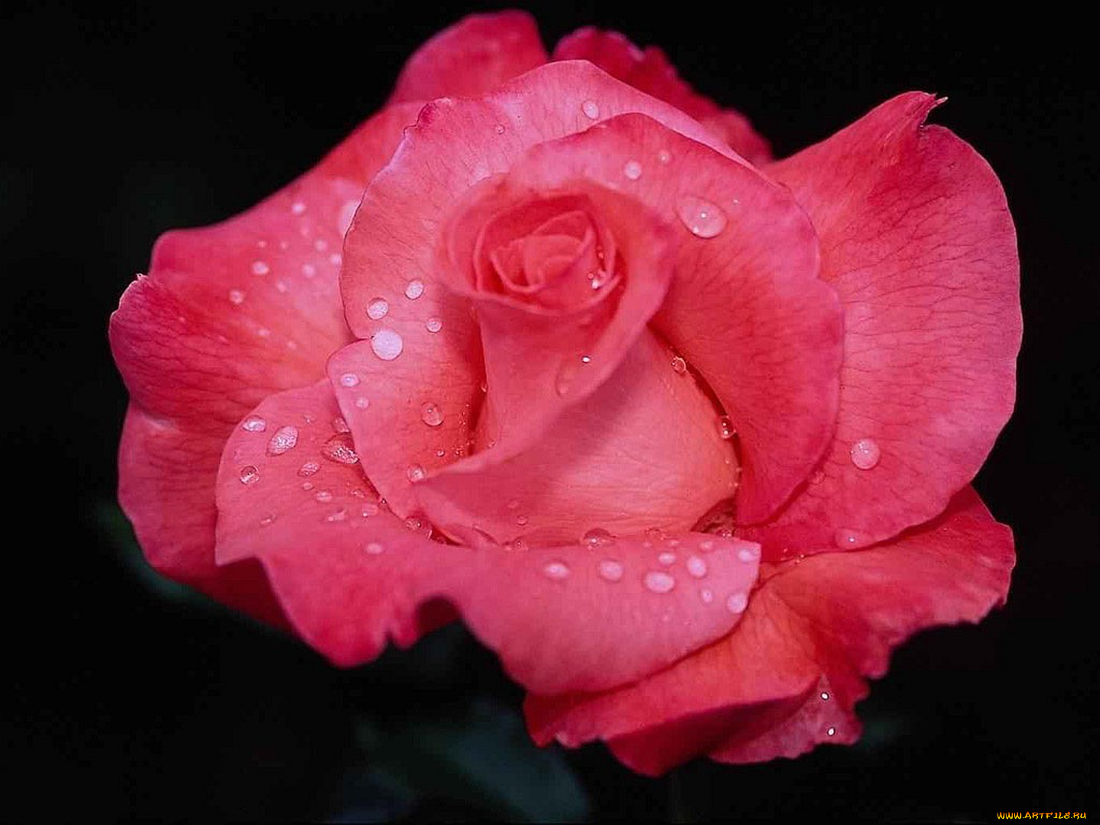 цветы, розы