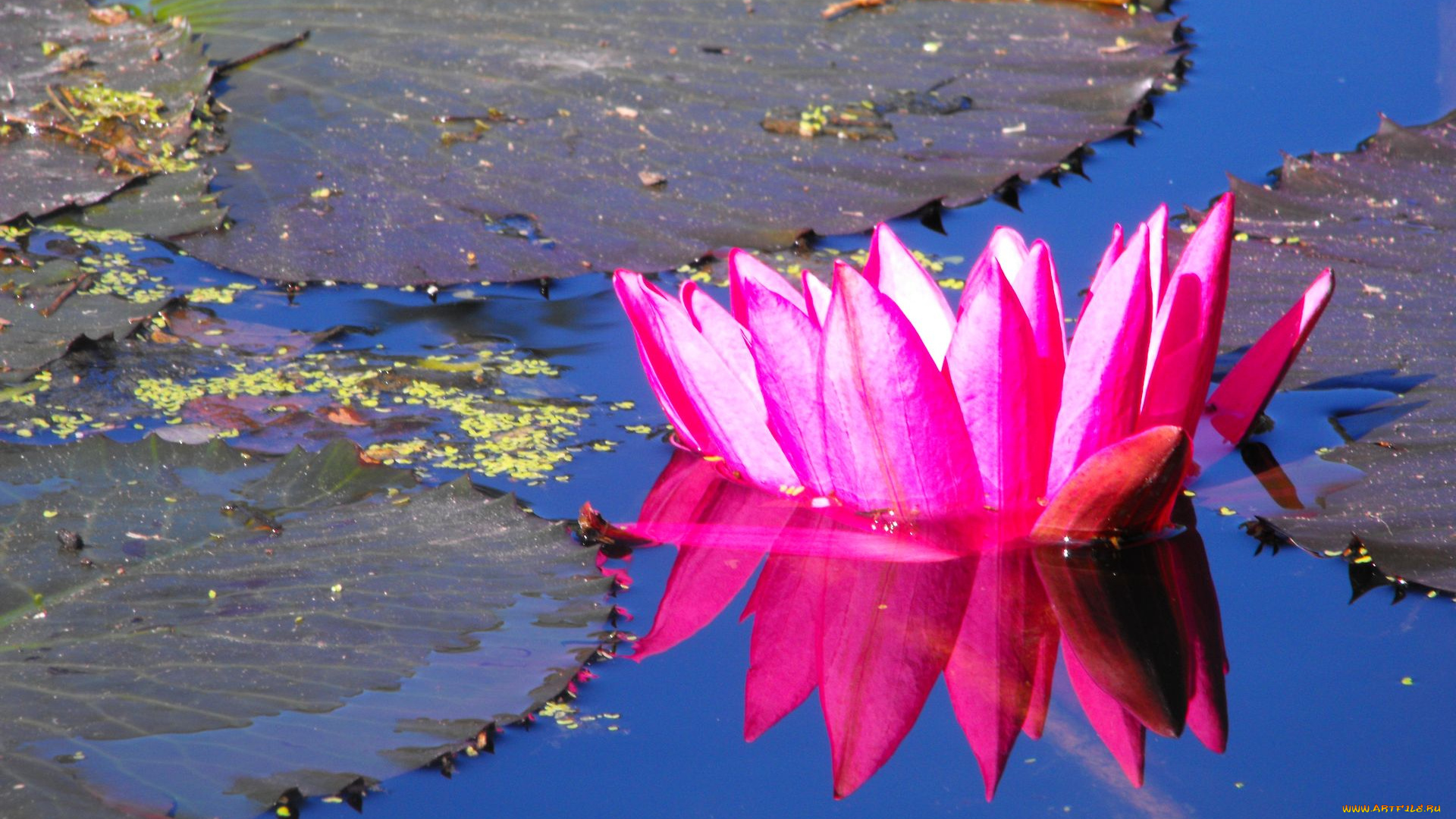 цветы, лилии, водяные, нимфеи, кувшинки