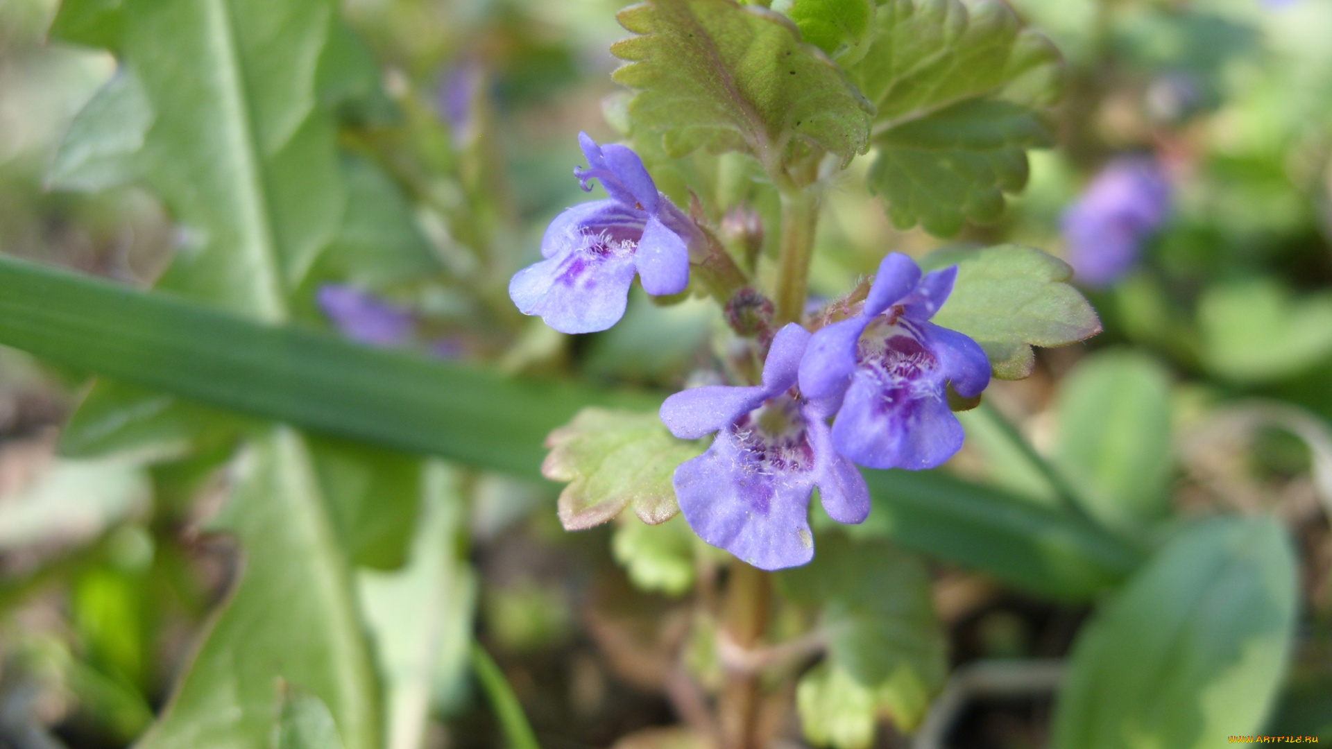цветы, луговые, полевые